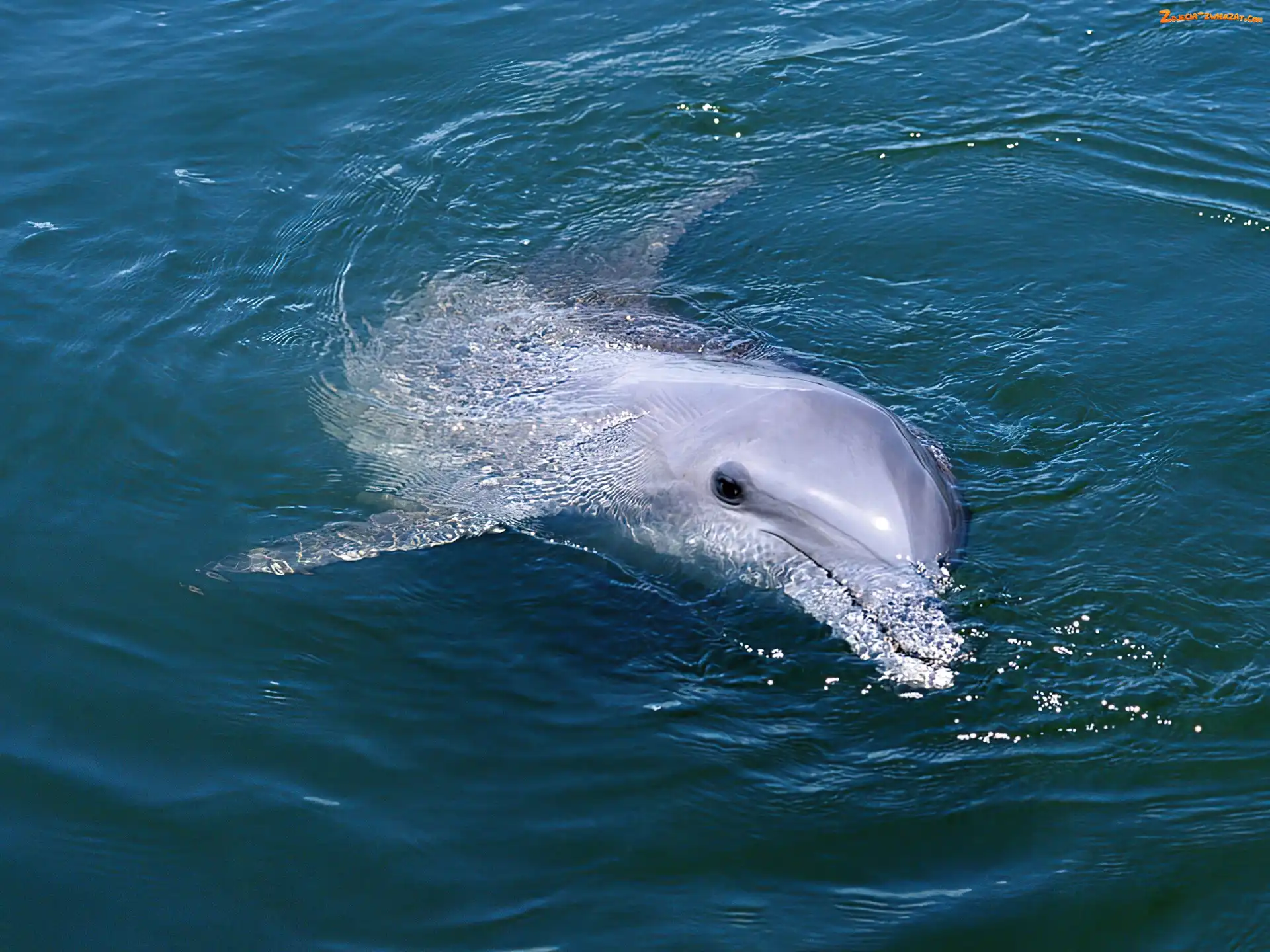 Woda, Delfin