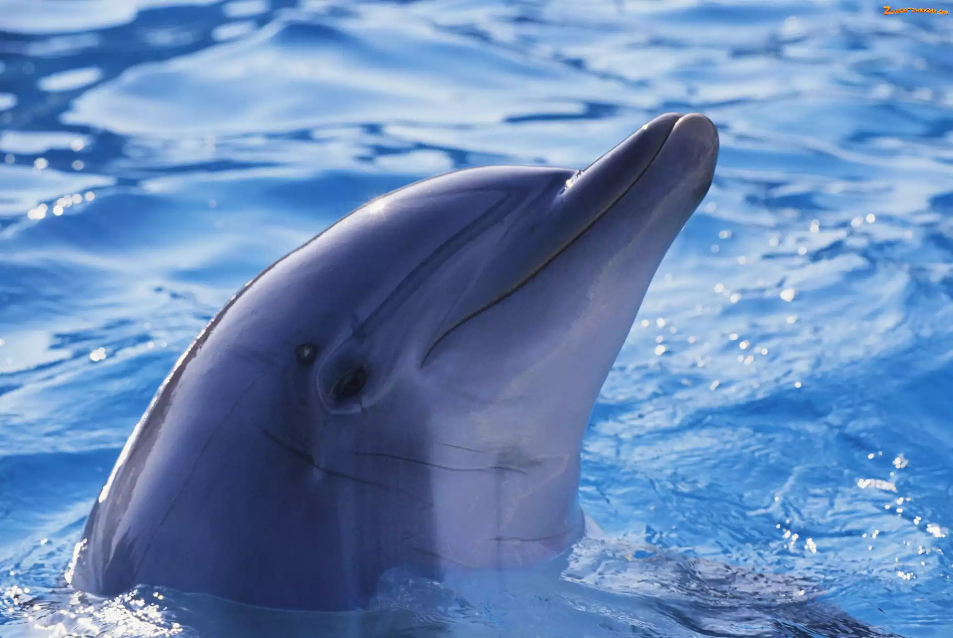 Delfin, Woda