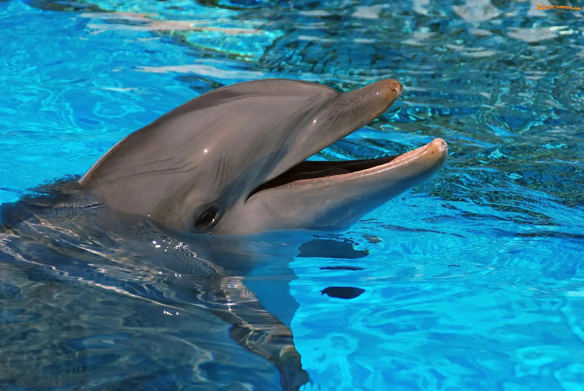 Woda, Delfin, Basen