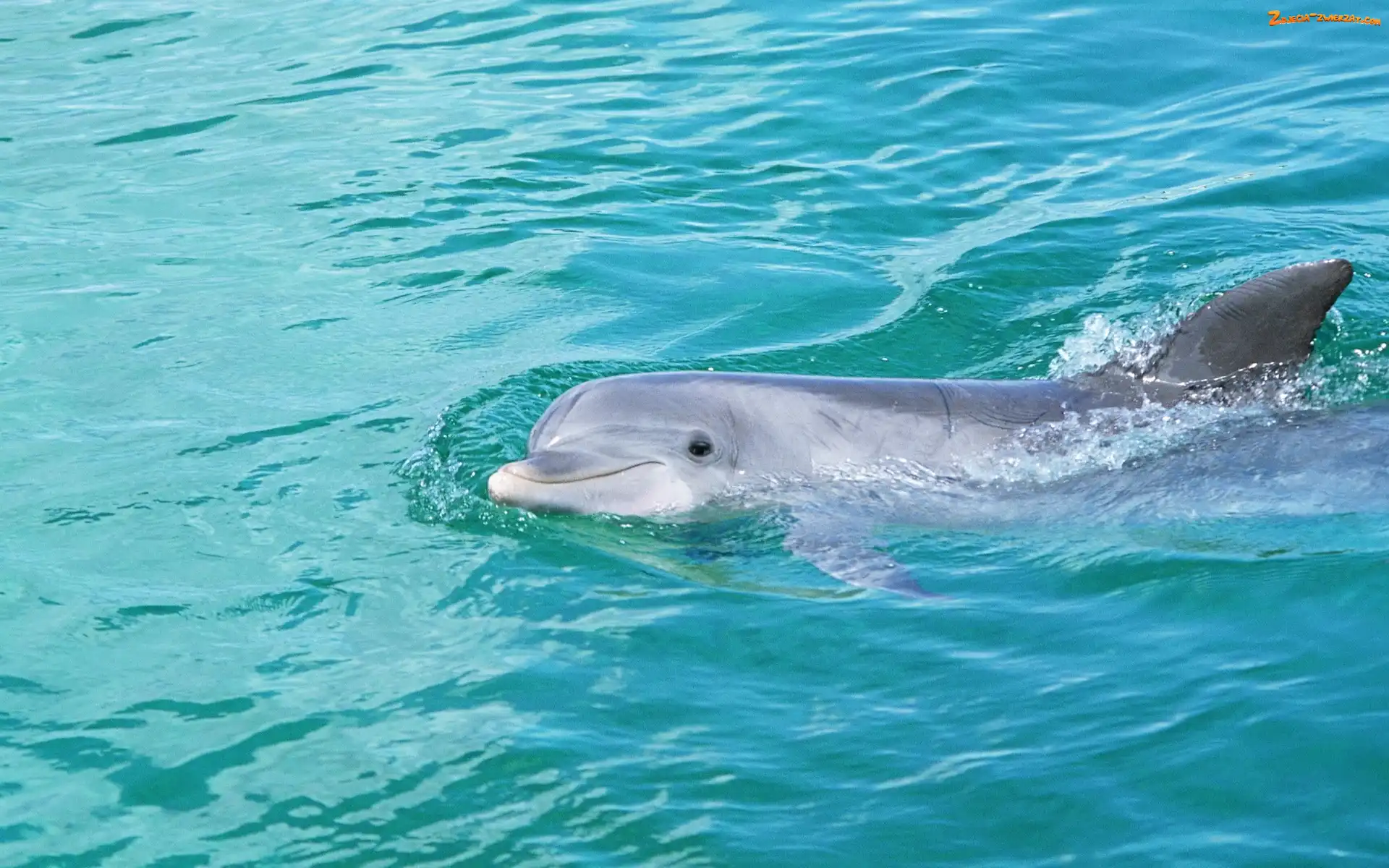 Woda, Delfin, Basen