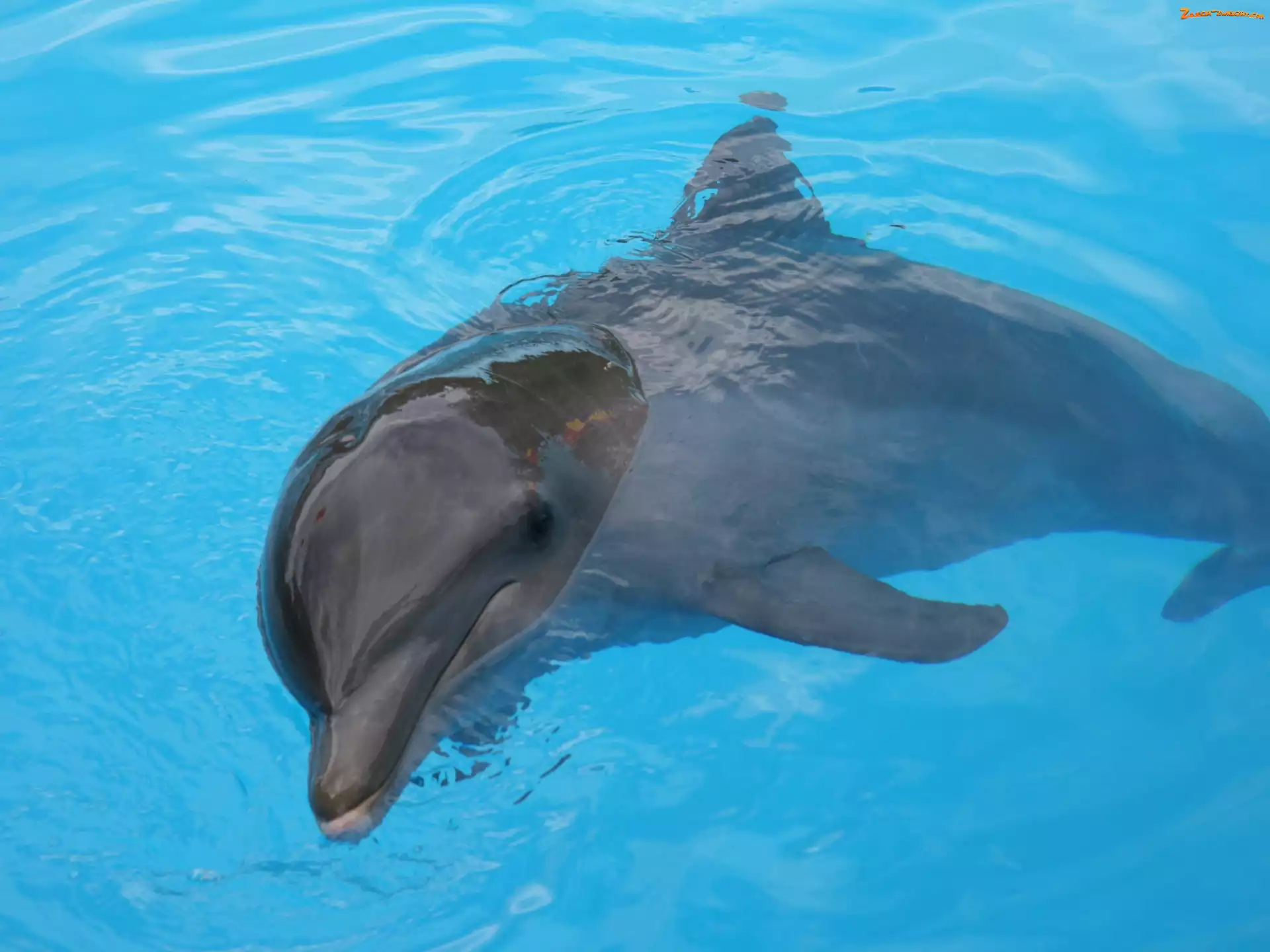Woda, Delfin, Błękitna