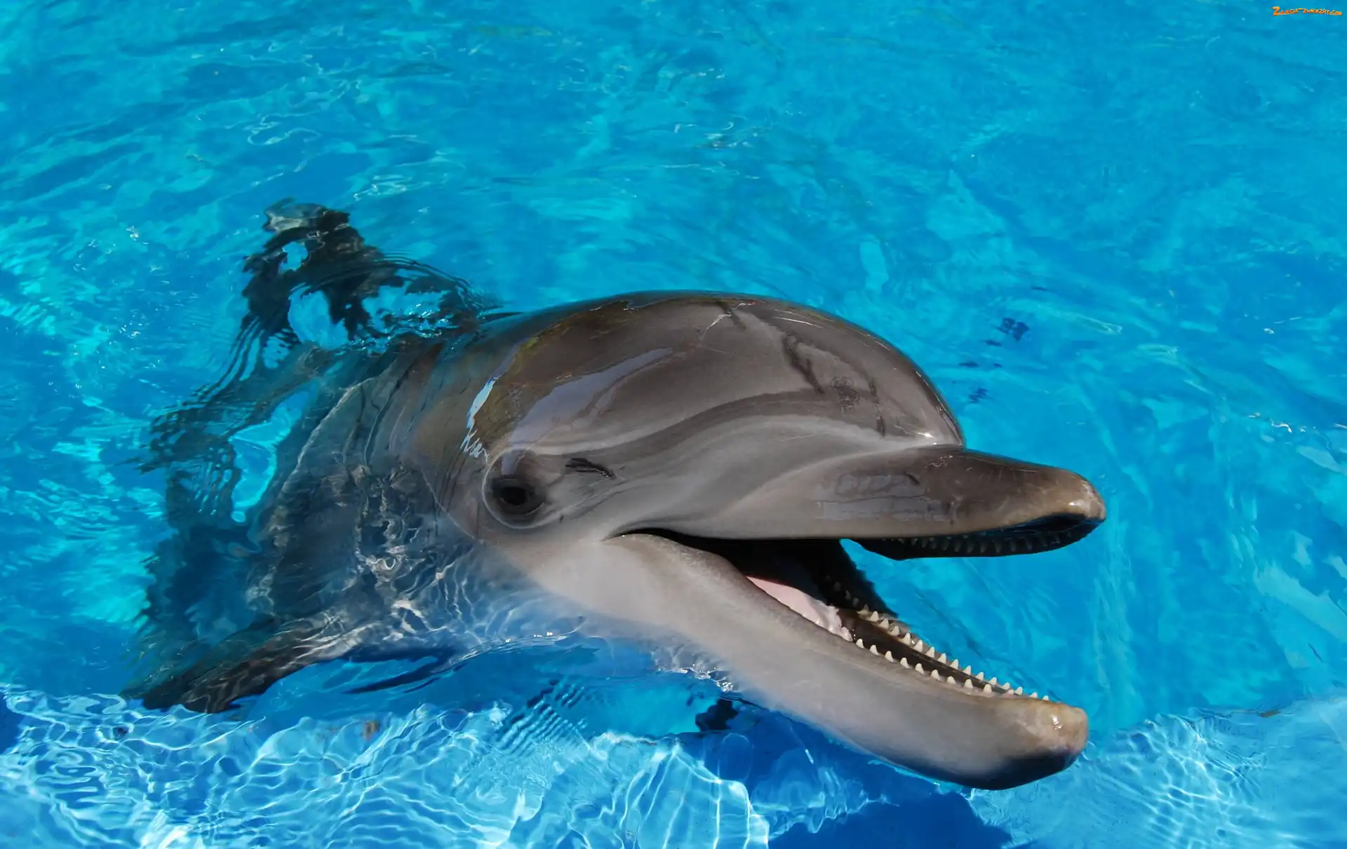 Woda, Delfin, Błękitna
