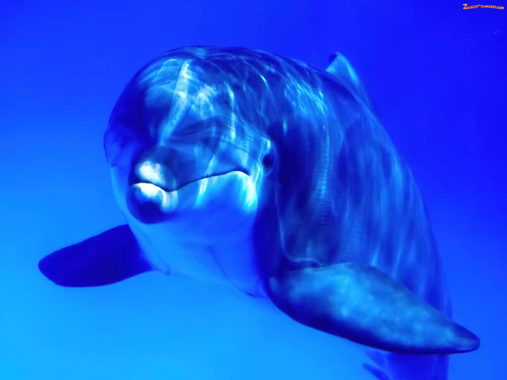 Woda, Delfin, Niebieska