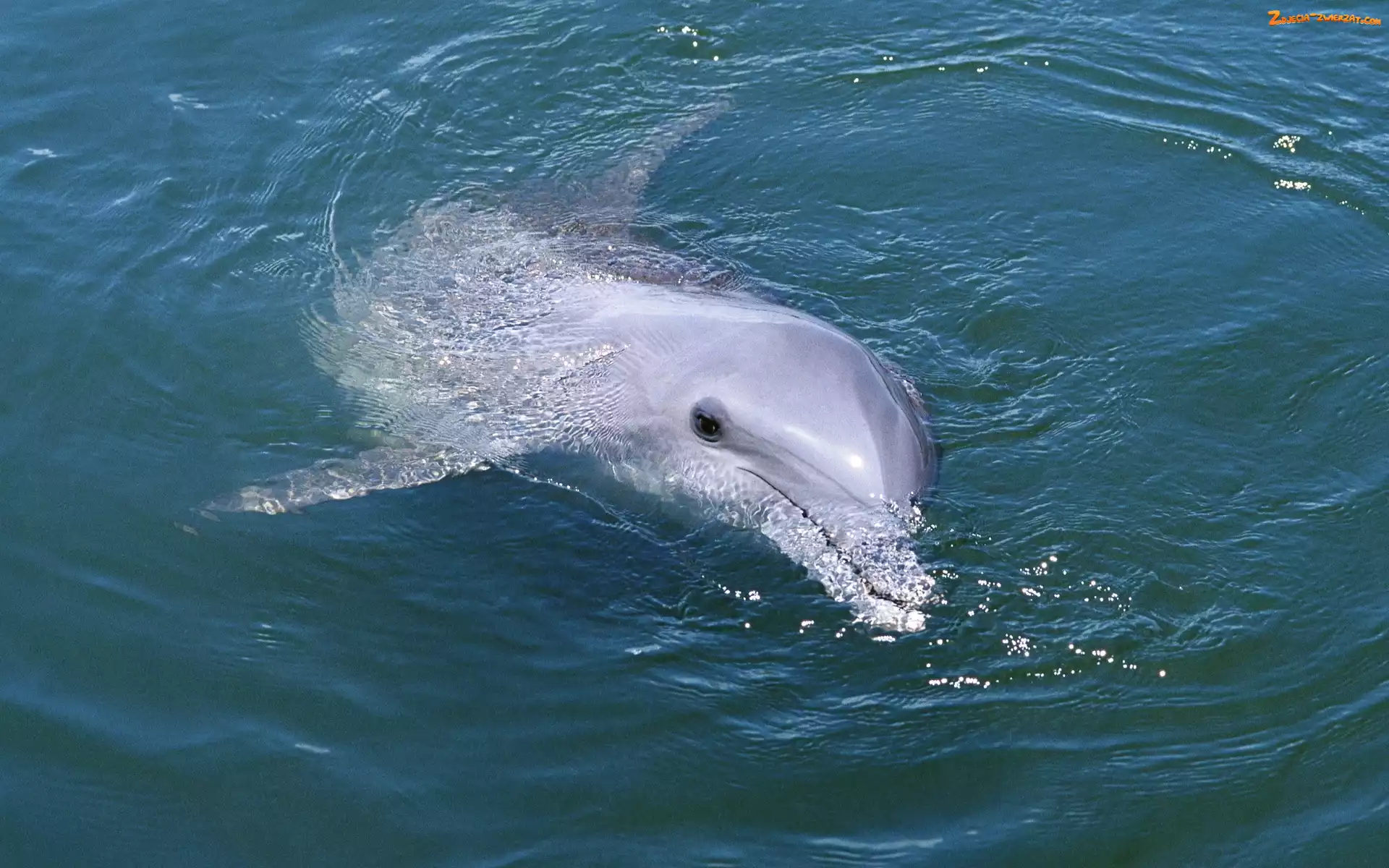 Woda, Delfin, Płetwa