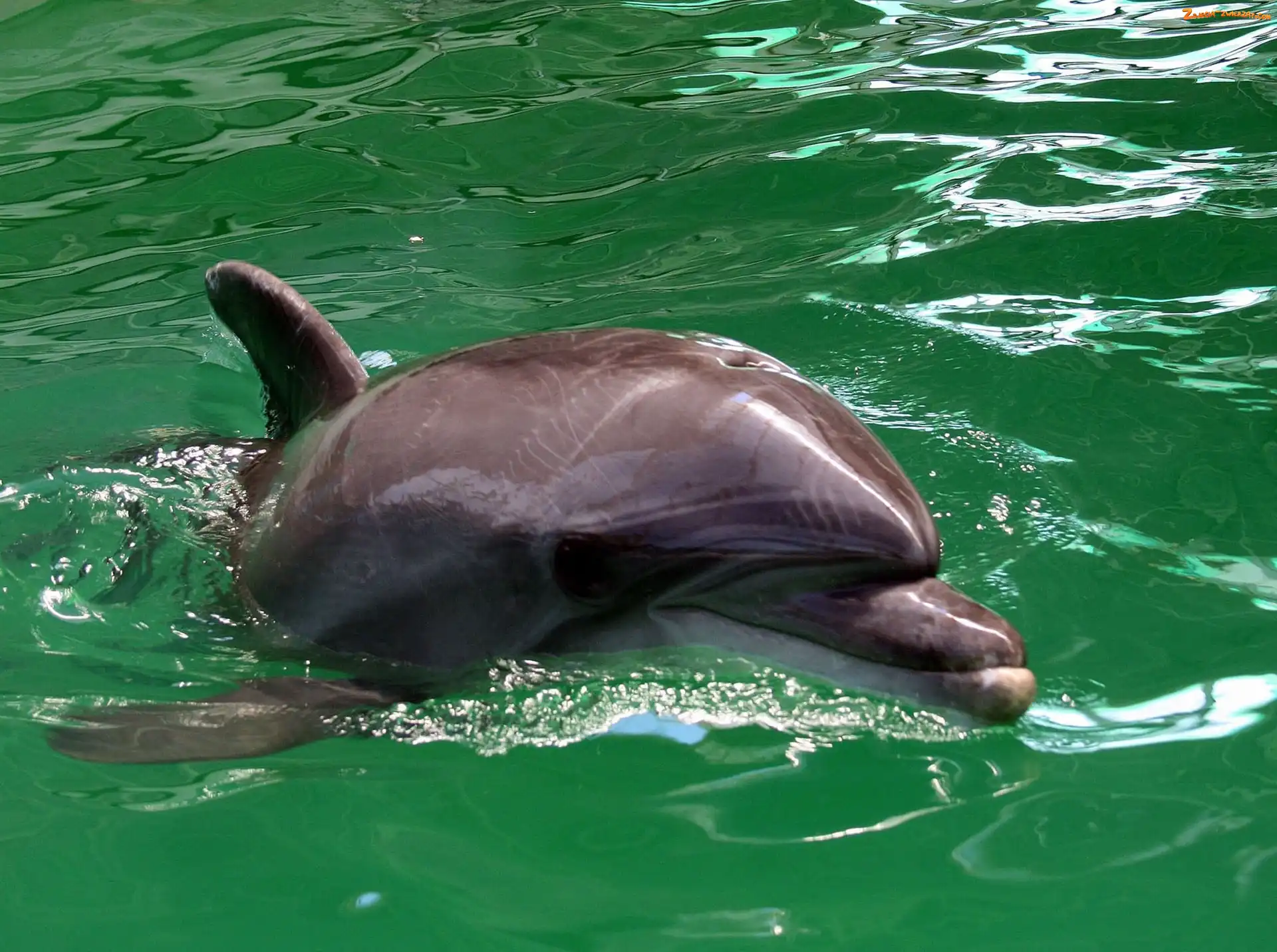 Woda, Delfin, Zielona