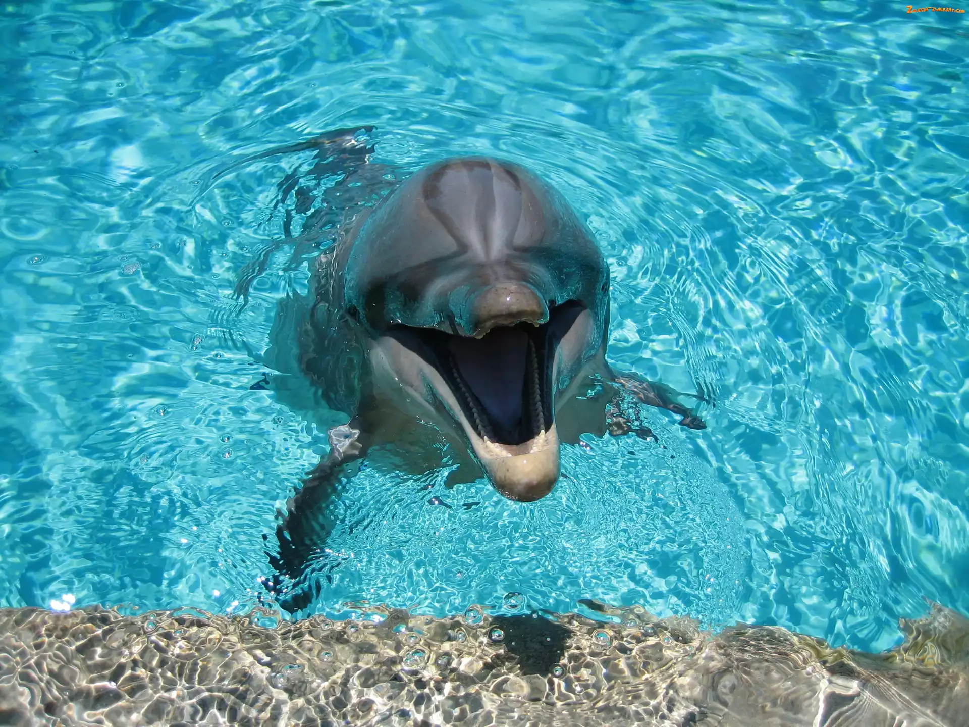 Basen, Delfinek, Woda