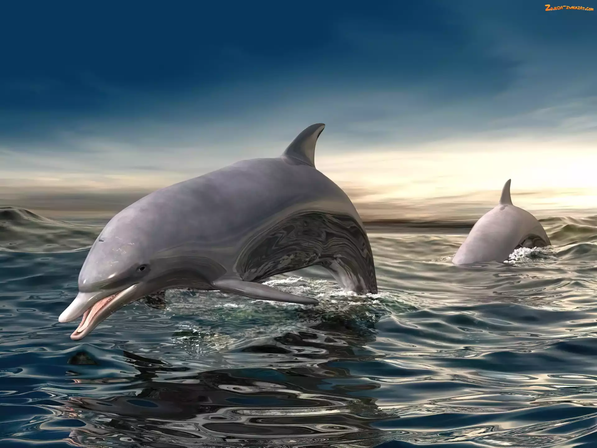 3D, Delfiny