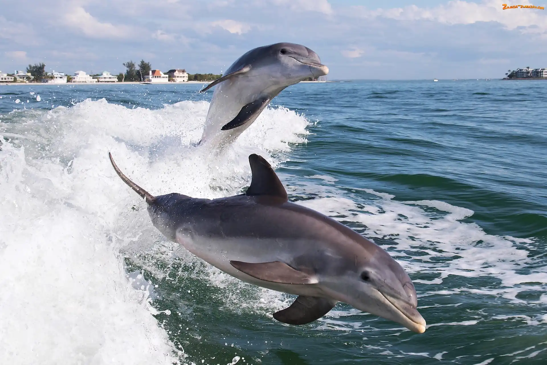 Domy, Delfiny, Morze