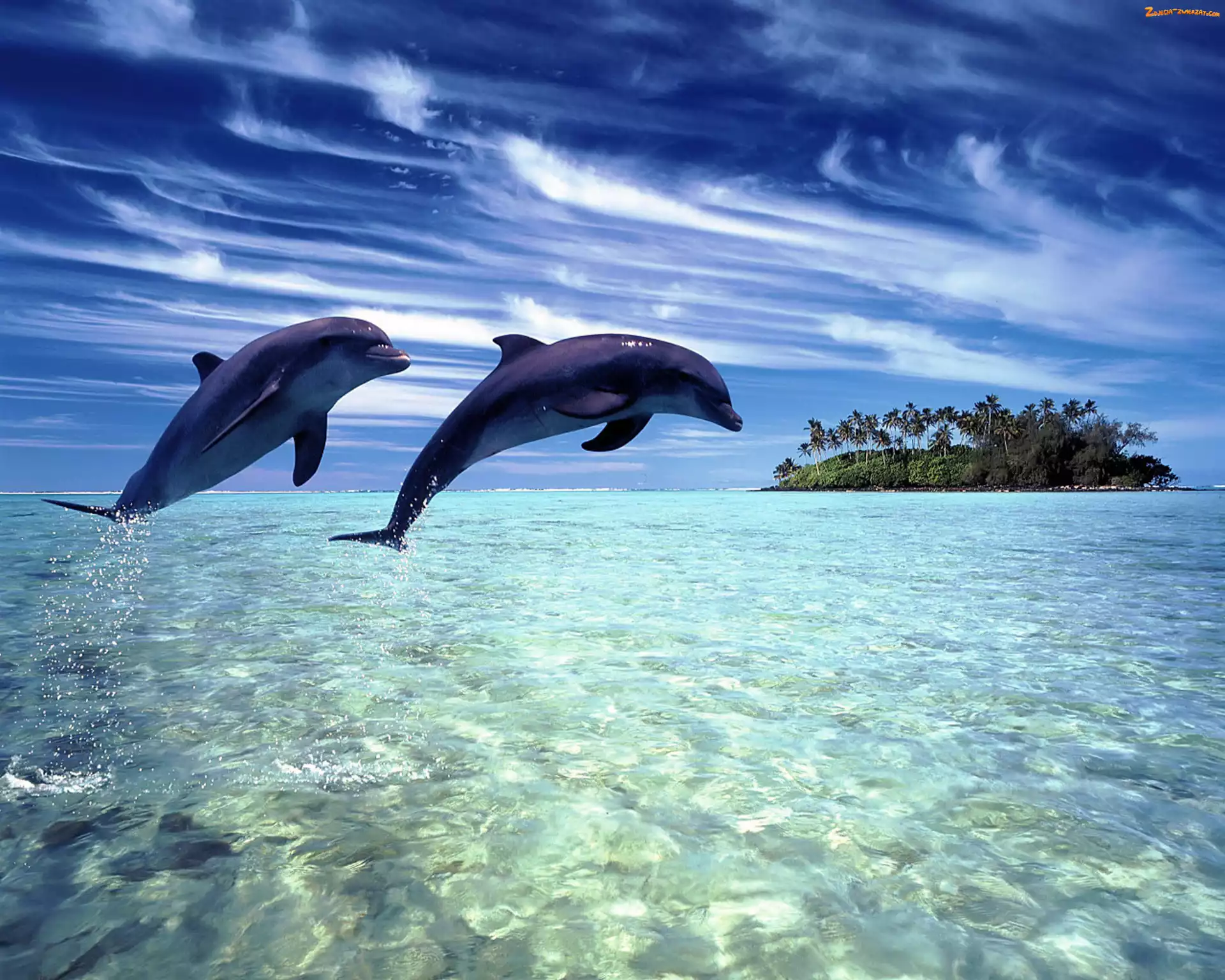 Delfiny, Wyspa, Dwa, Ocean