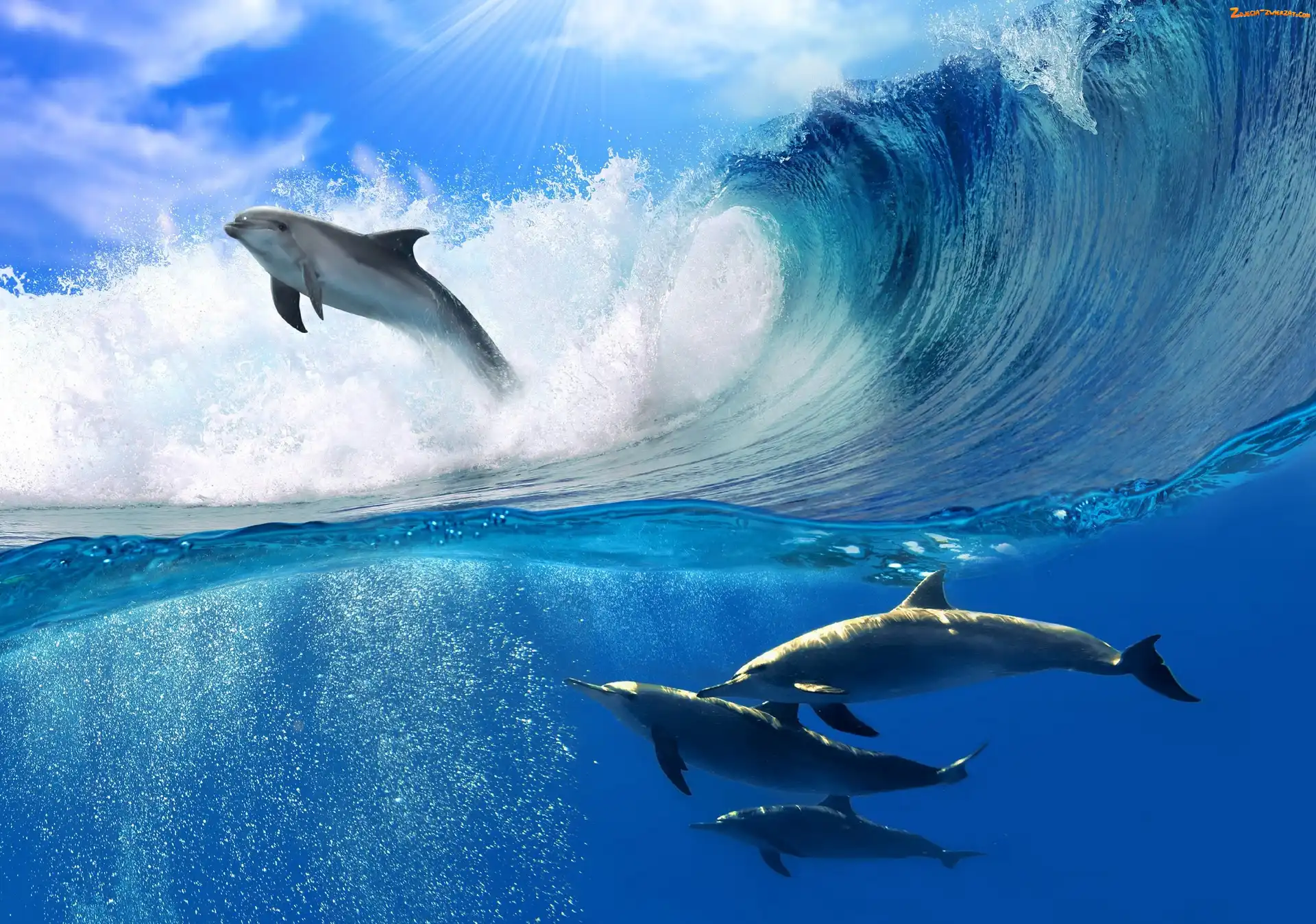 Fale, Delfiny, Morze