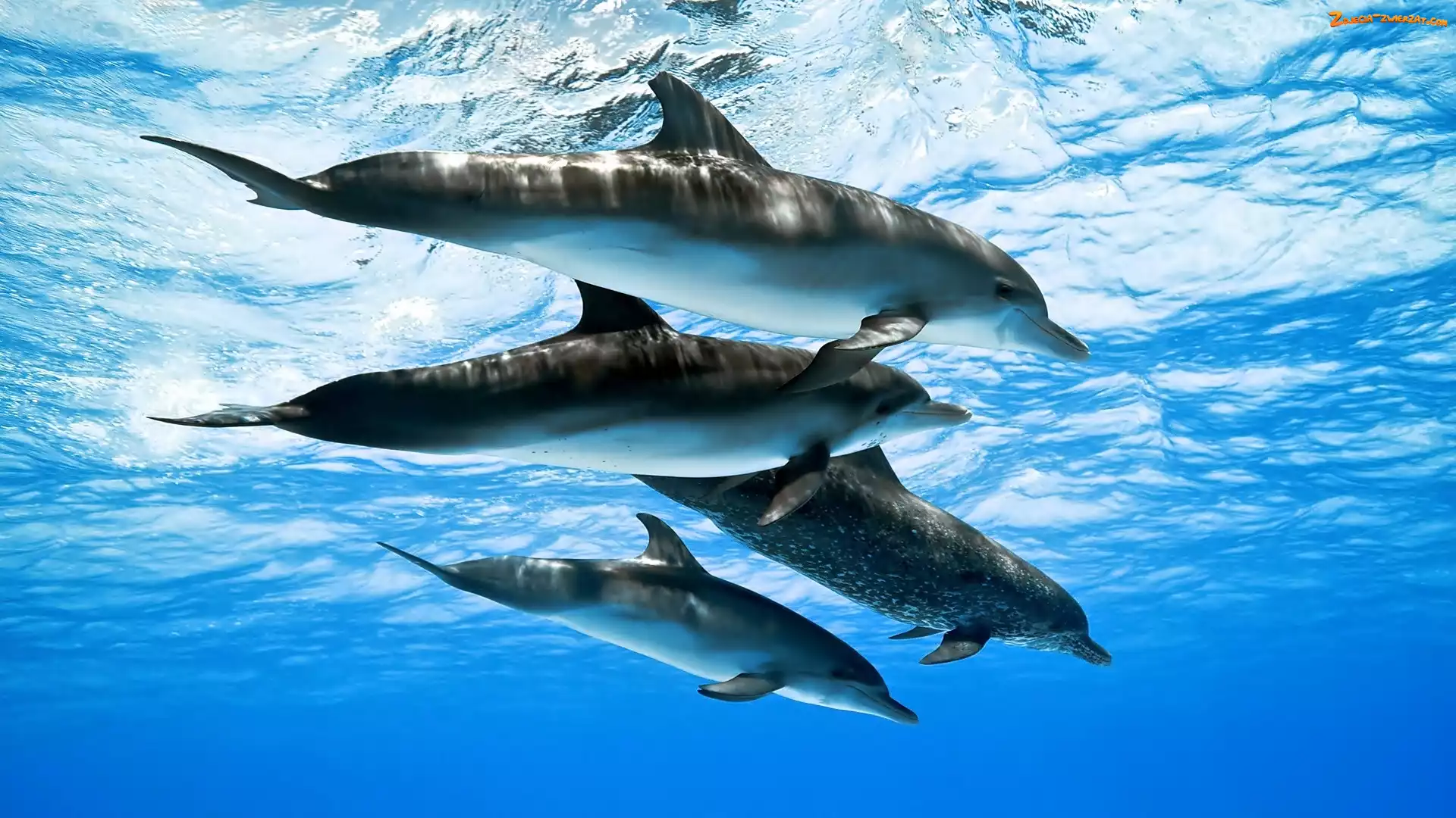 Fale, Delfiny, Morze