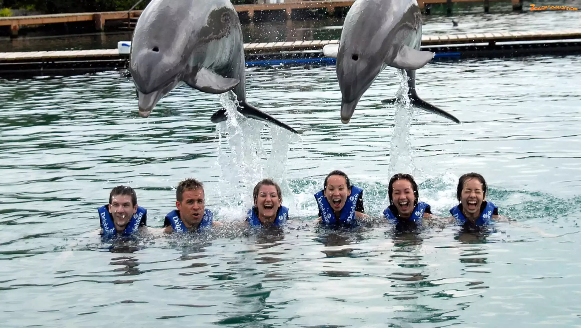 Śmiech, Delfiny, Opiekunowie