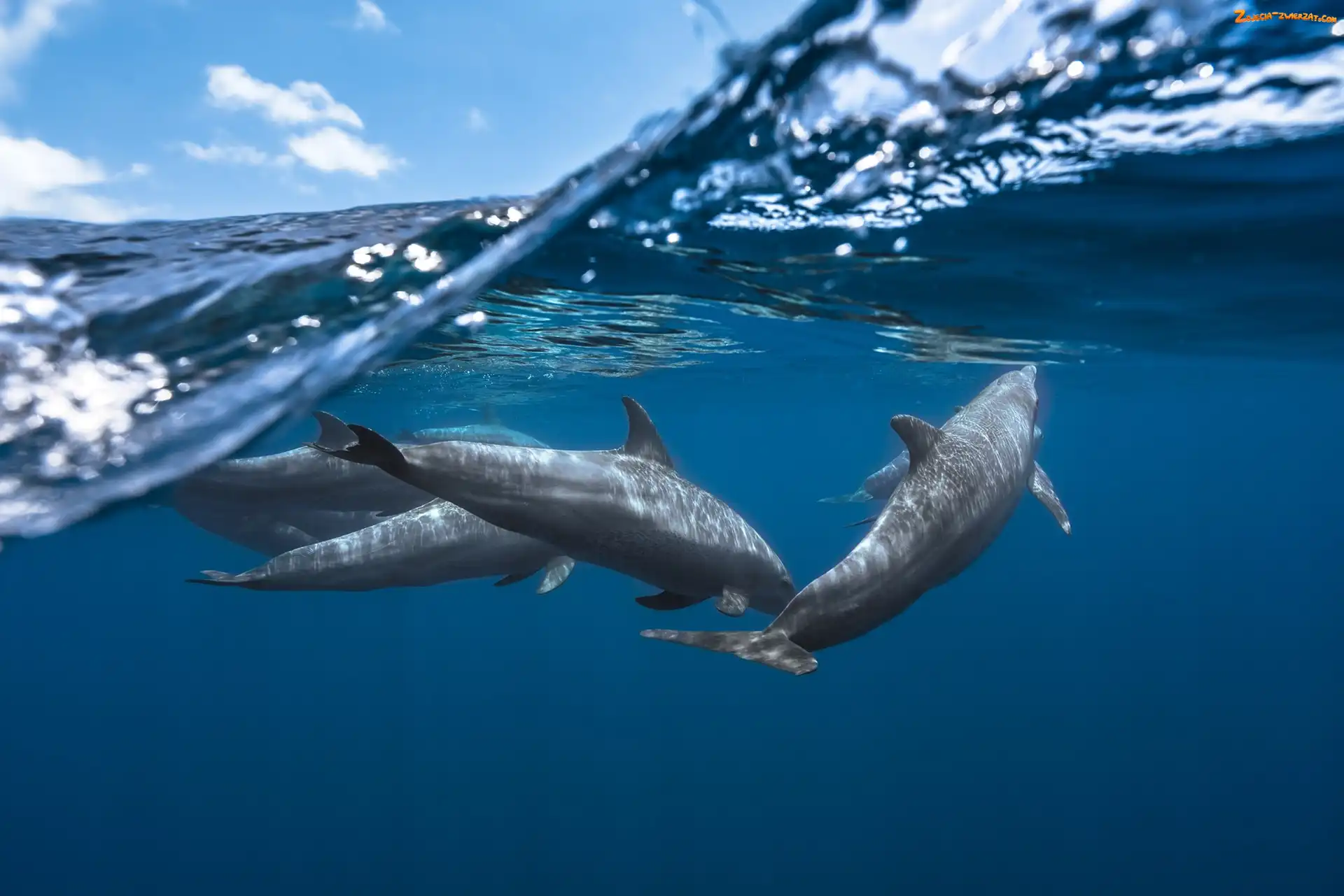 Niebo, Delfiny, Ocean