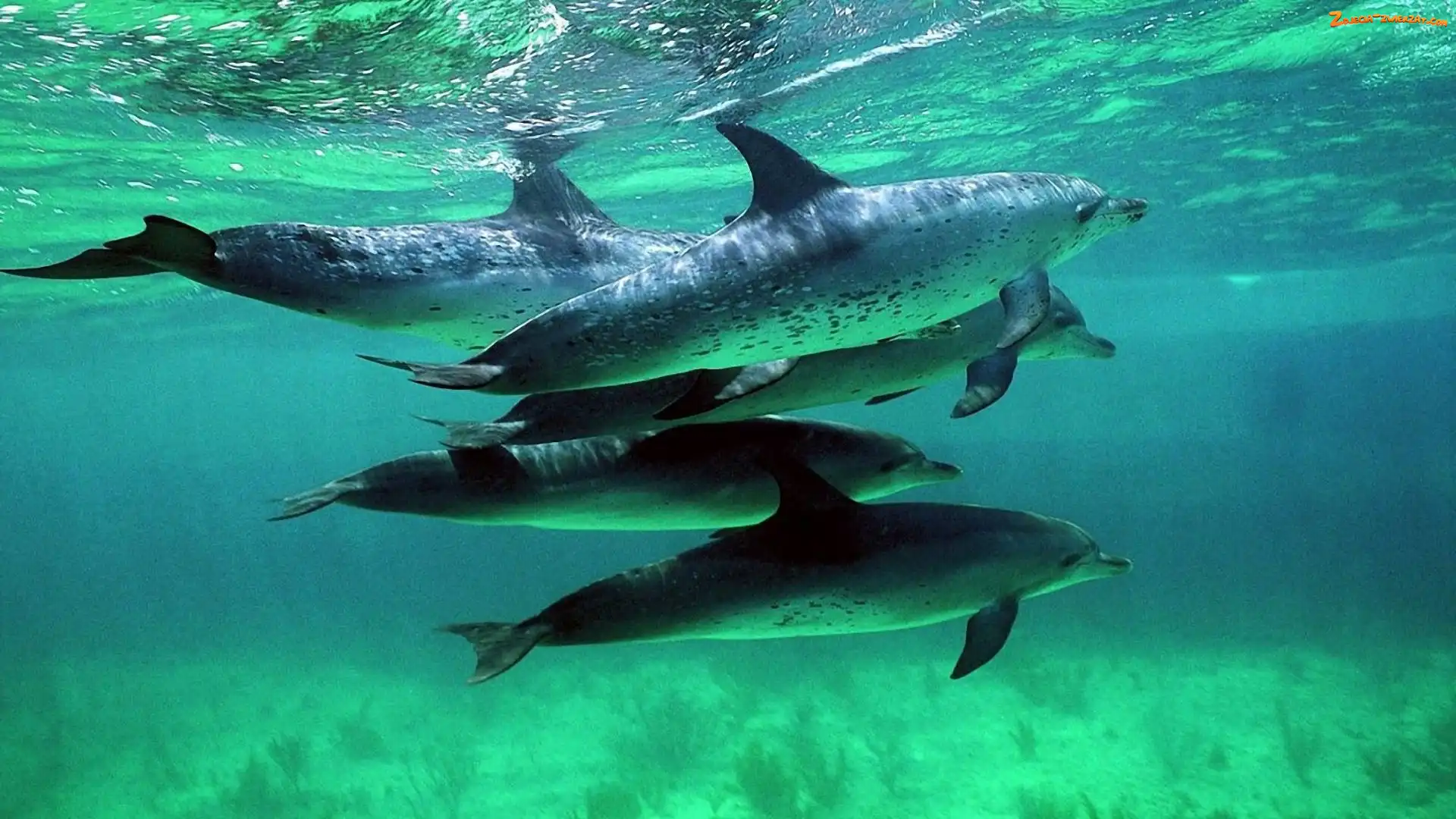 Delfiny, Ocean