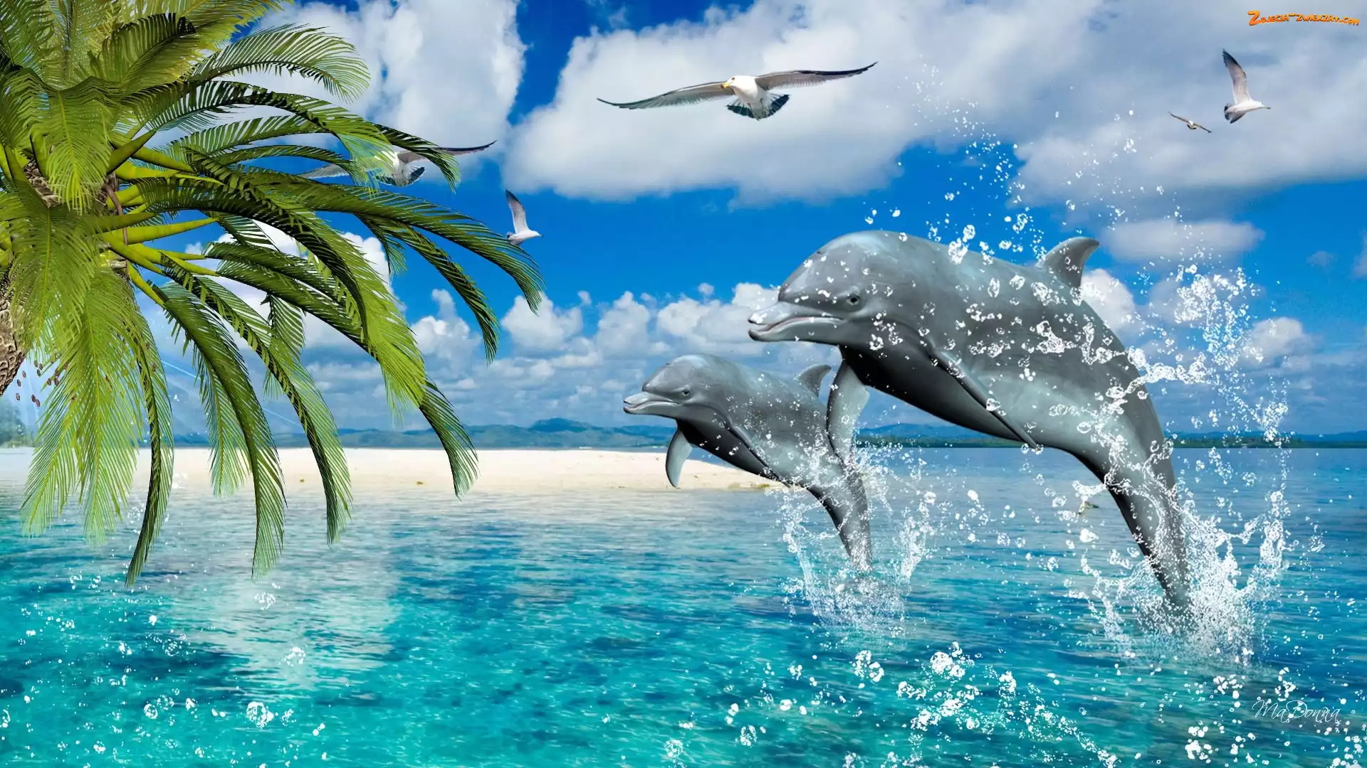 Palmy, Delfiny, Morze