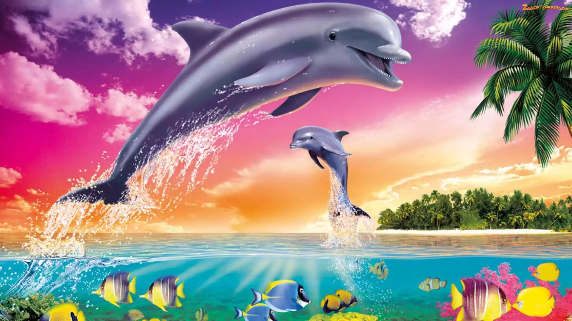 Palmy, Delfiny, Woda