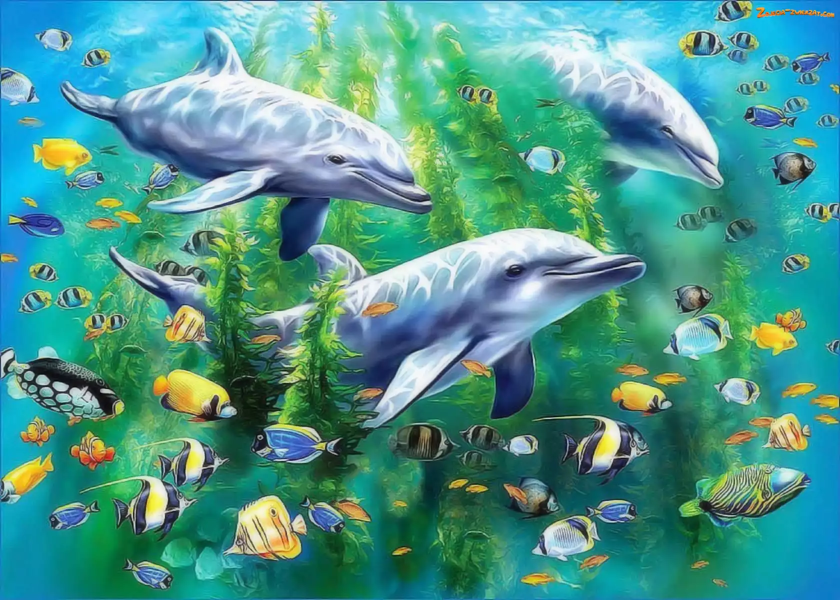 Rybki, Delfiny, Kolorowe