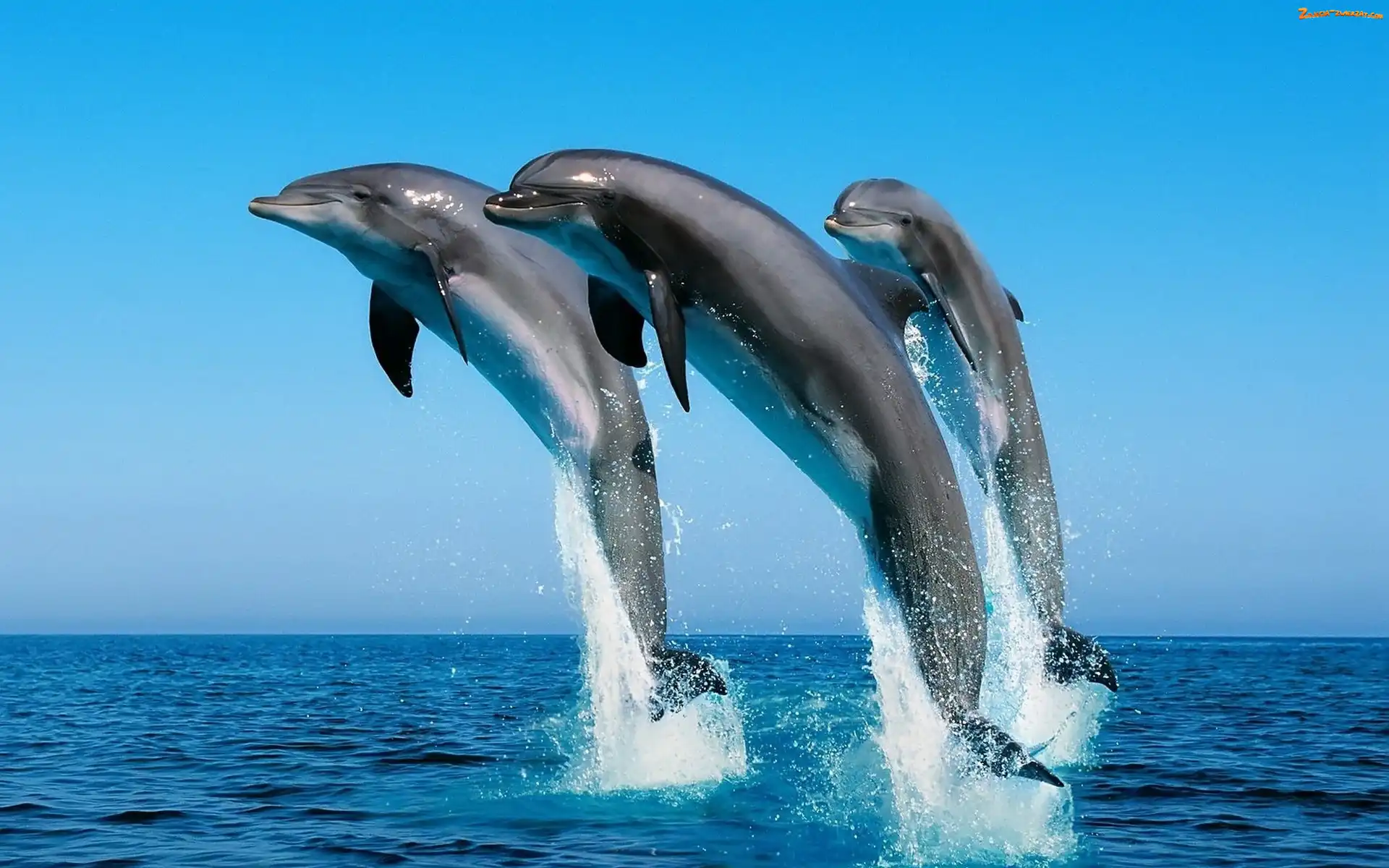 Skok, Delfiny, Ocean
