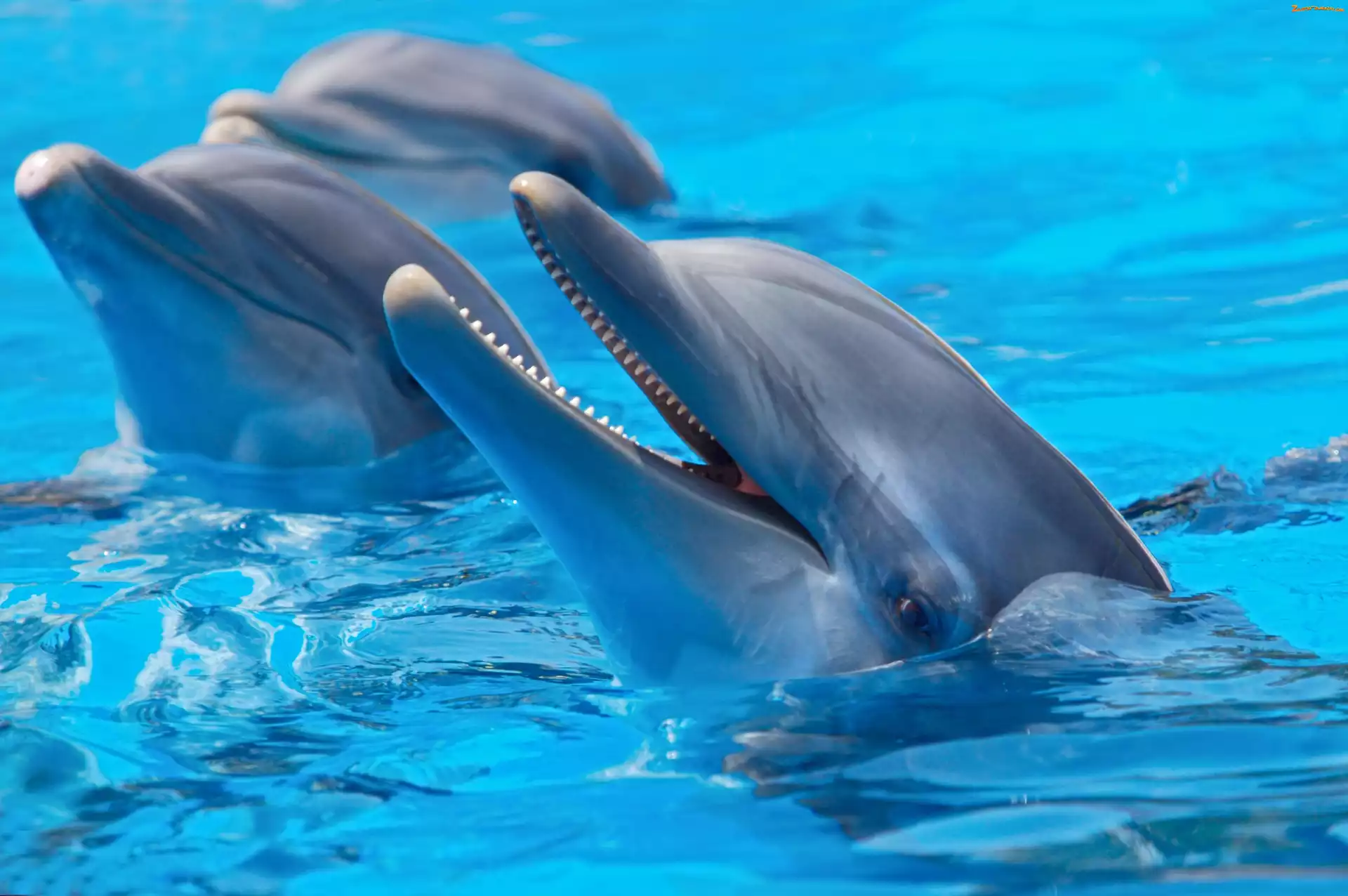 Wodzie, Delfiny, W