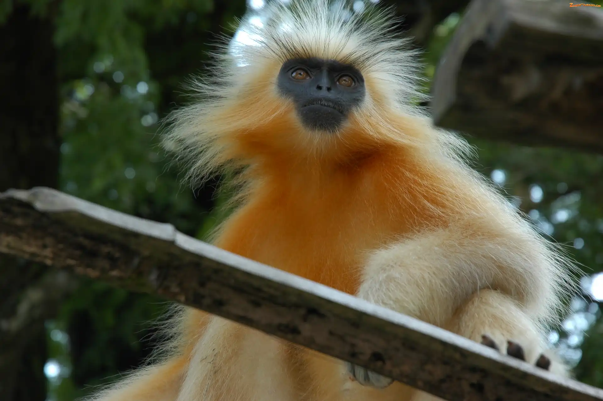 Deska, Małpa, Złoty Langur