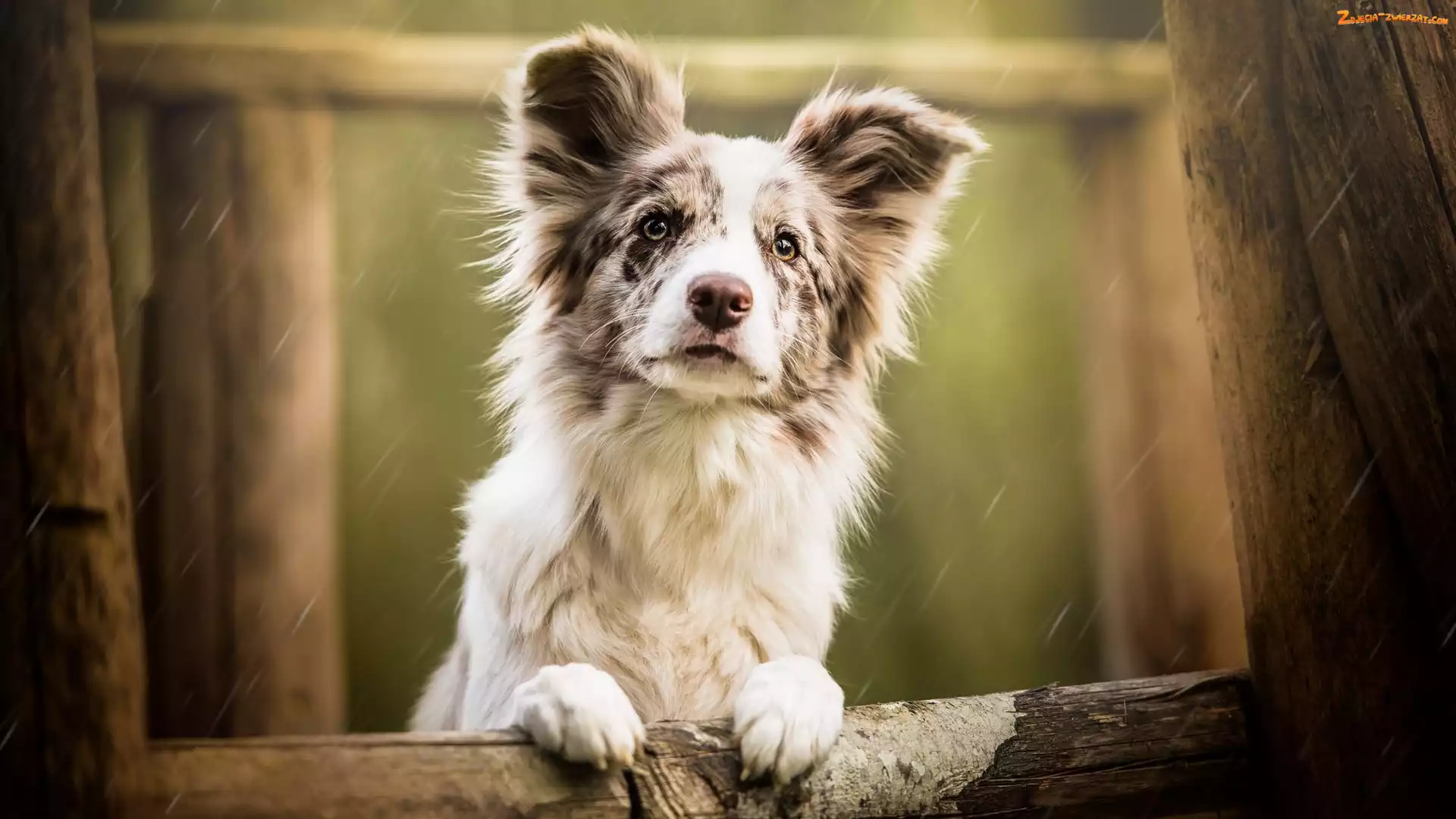 Deszcz, Płot, Border collie, Pies, Mordka