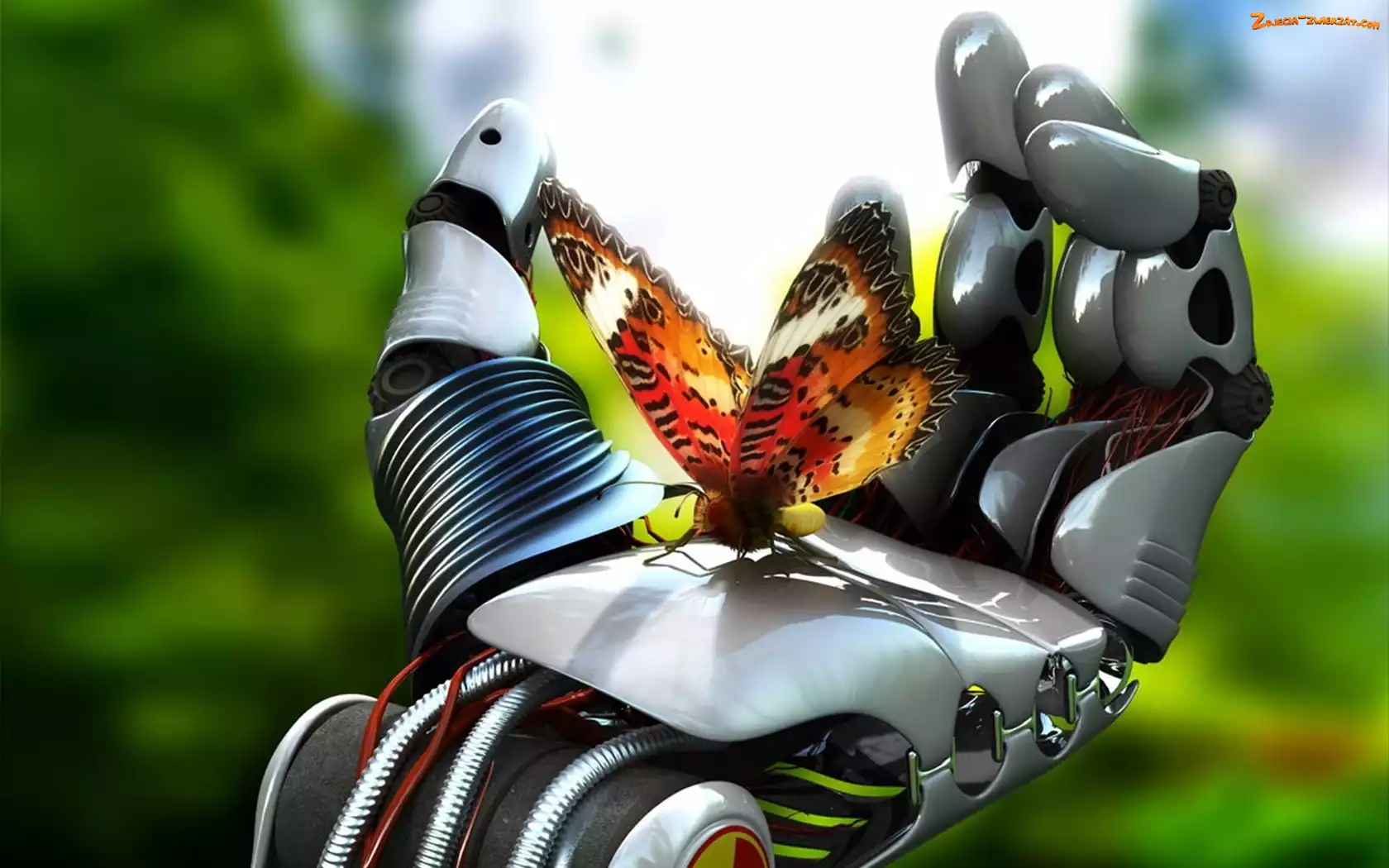 Motyl, Dłoń, Robota