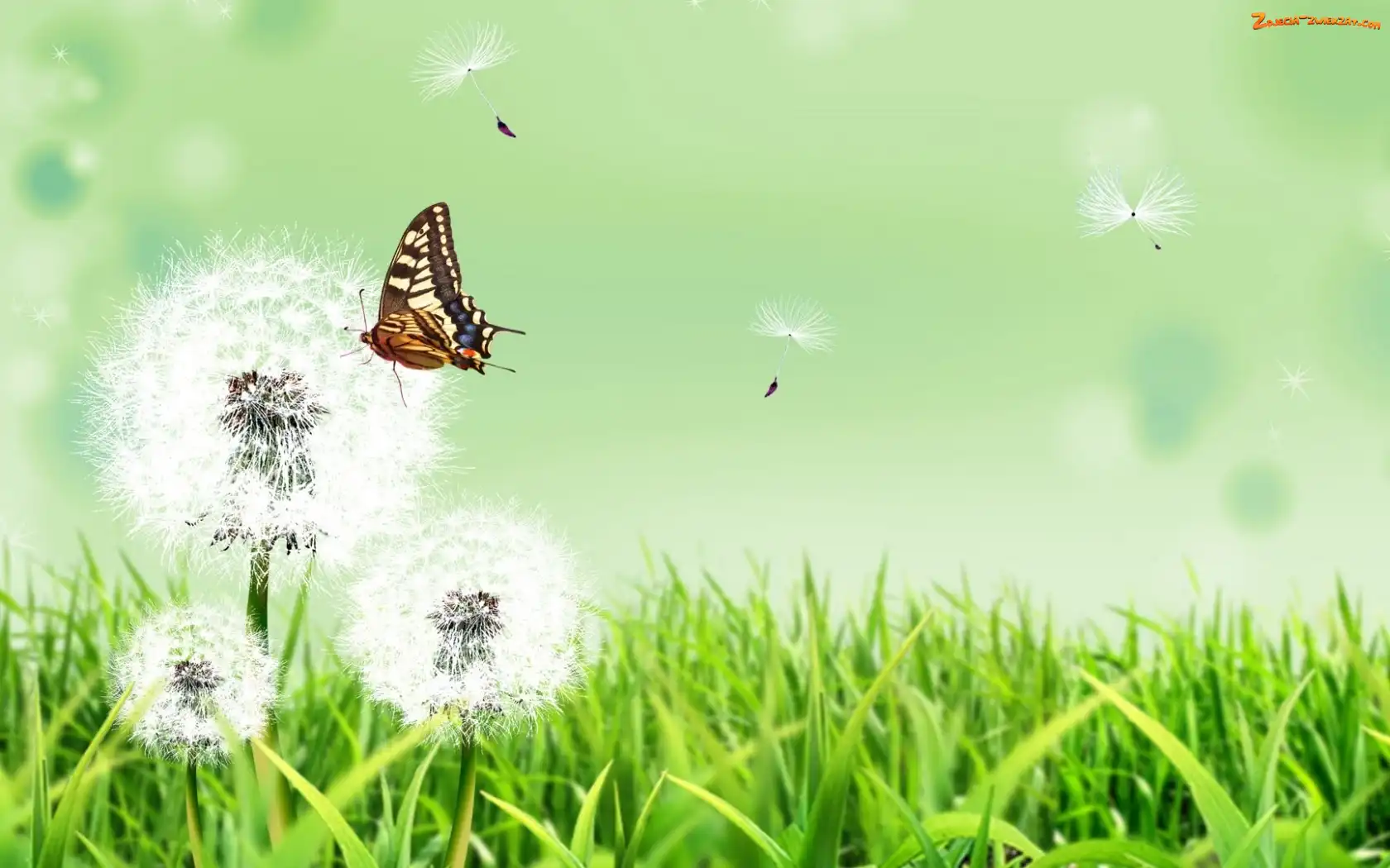 Grafika 2D, Dmuchawce, Motyl