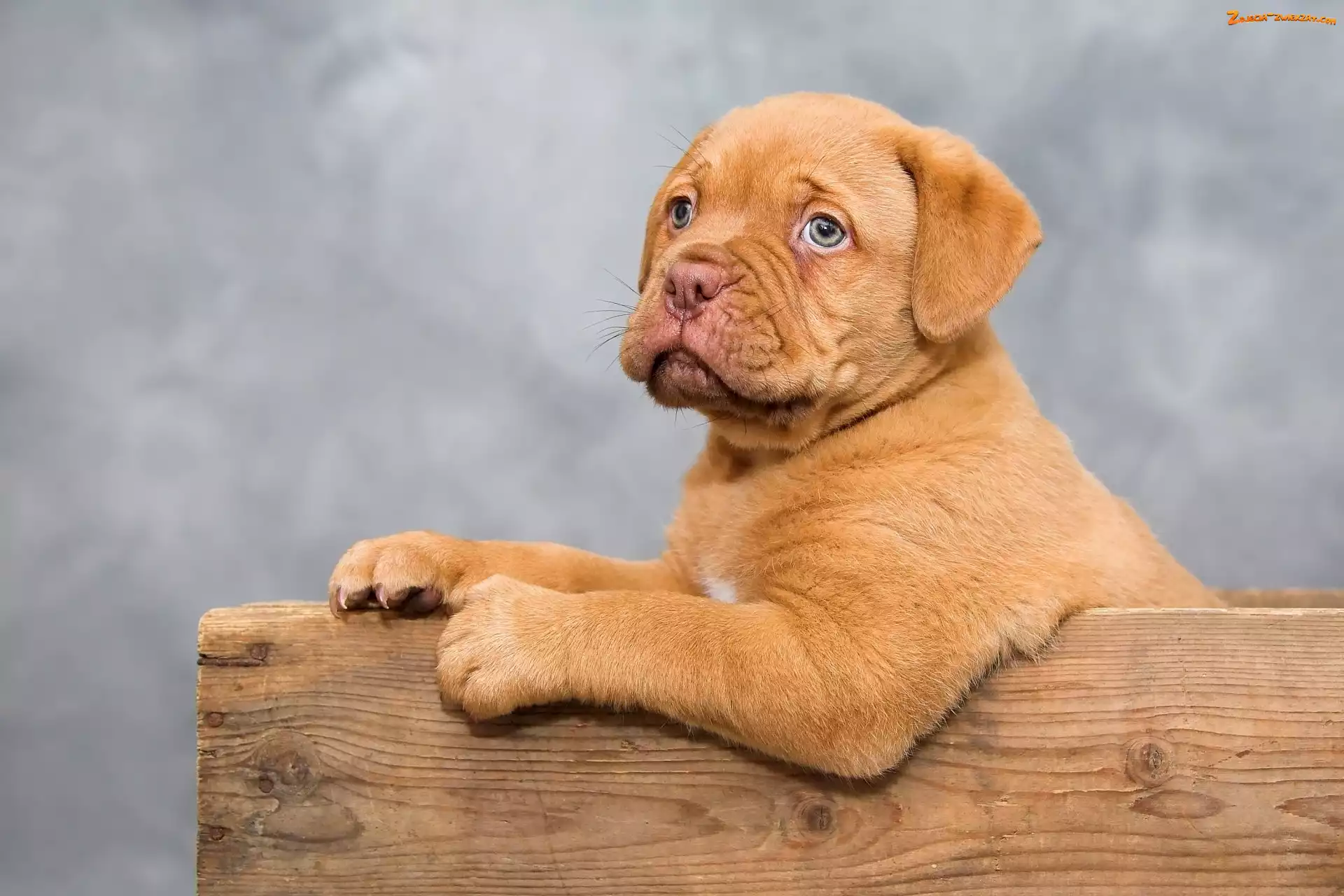 Dog de Bordeaux, Pies, Szczeniak