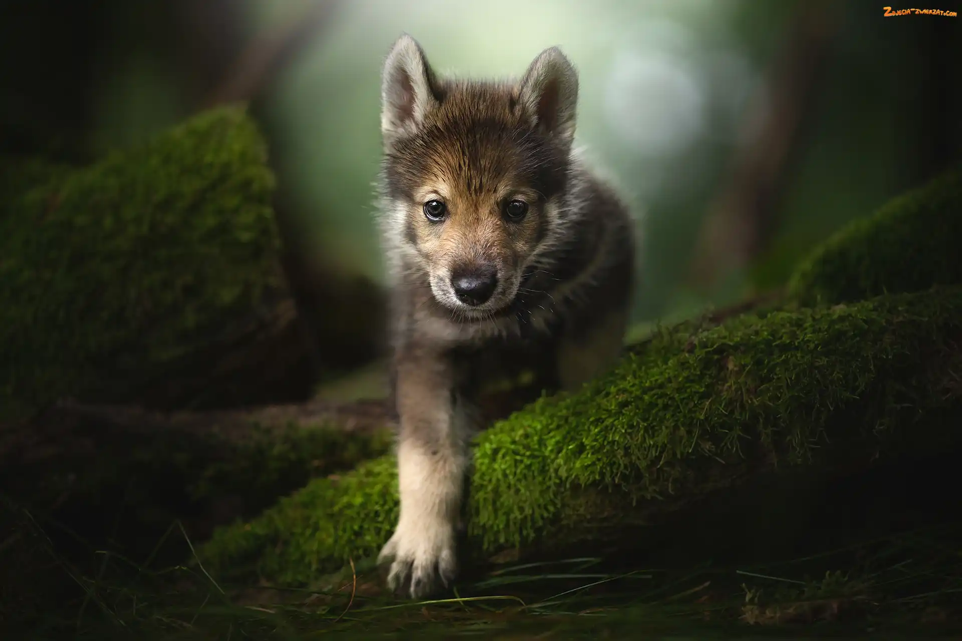 Tamaskan Dog, Pies, Rozmycie, Spojrzenie, Szczeniak, Mech