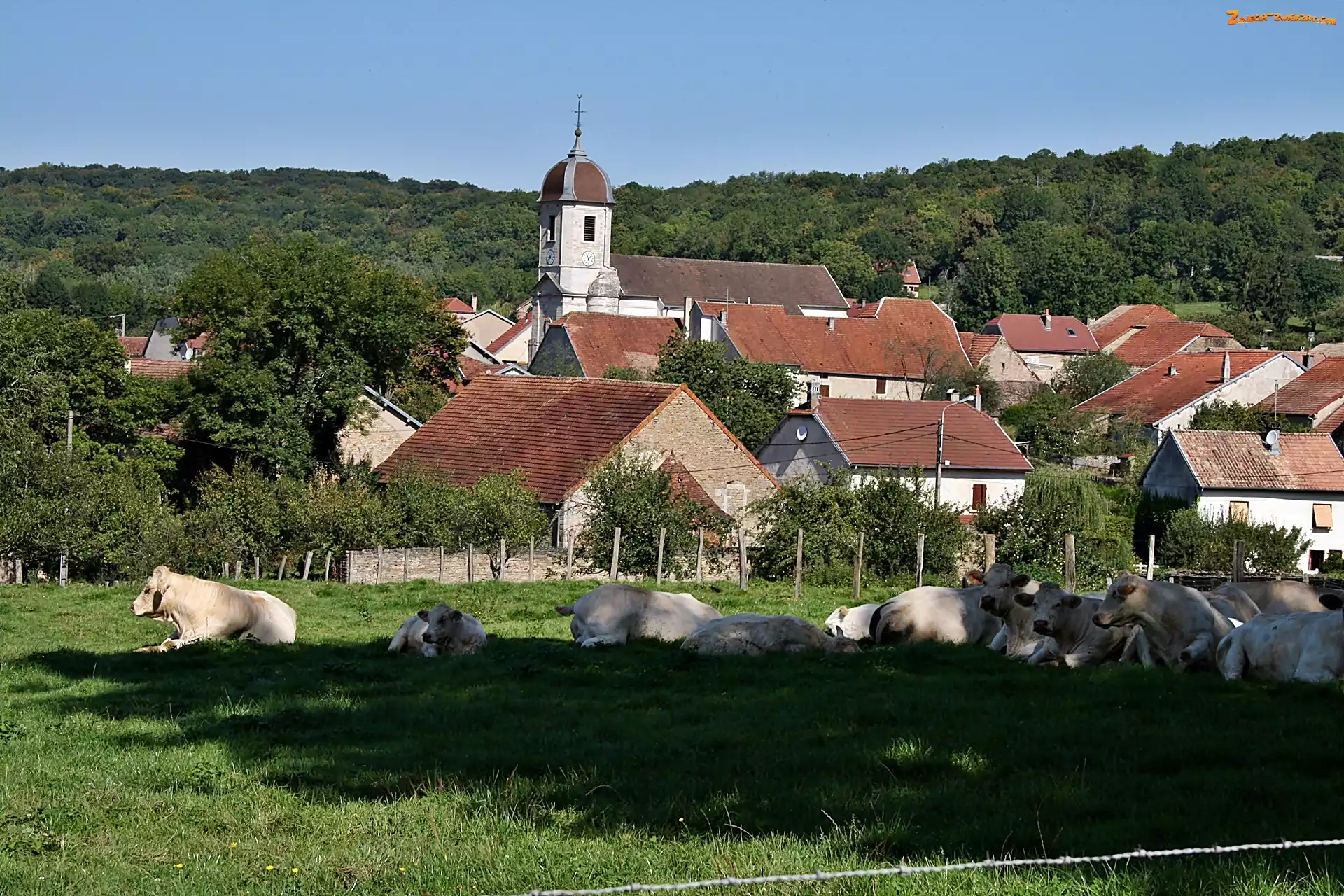 Domy, Borey, Krowy, Pastwisko, Village, Kościół