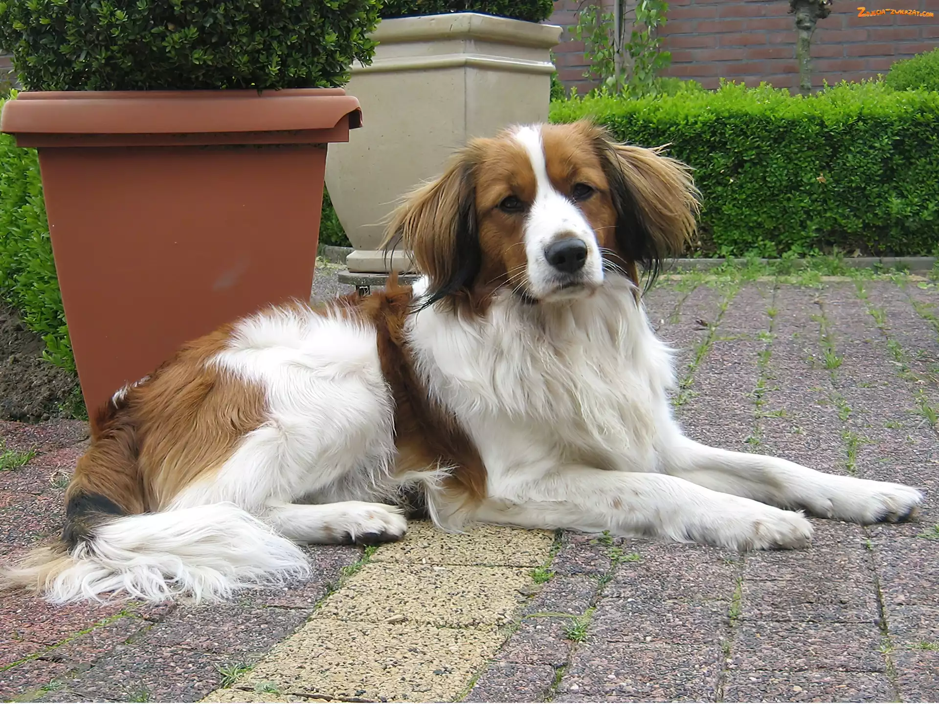 donice, Płochacz holenderski, Kooikerhondje