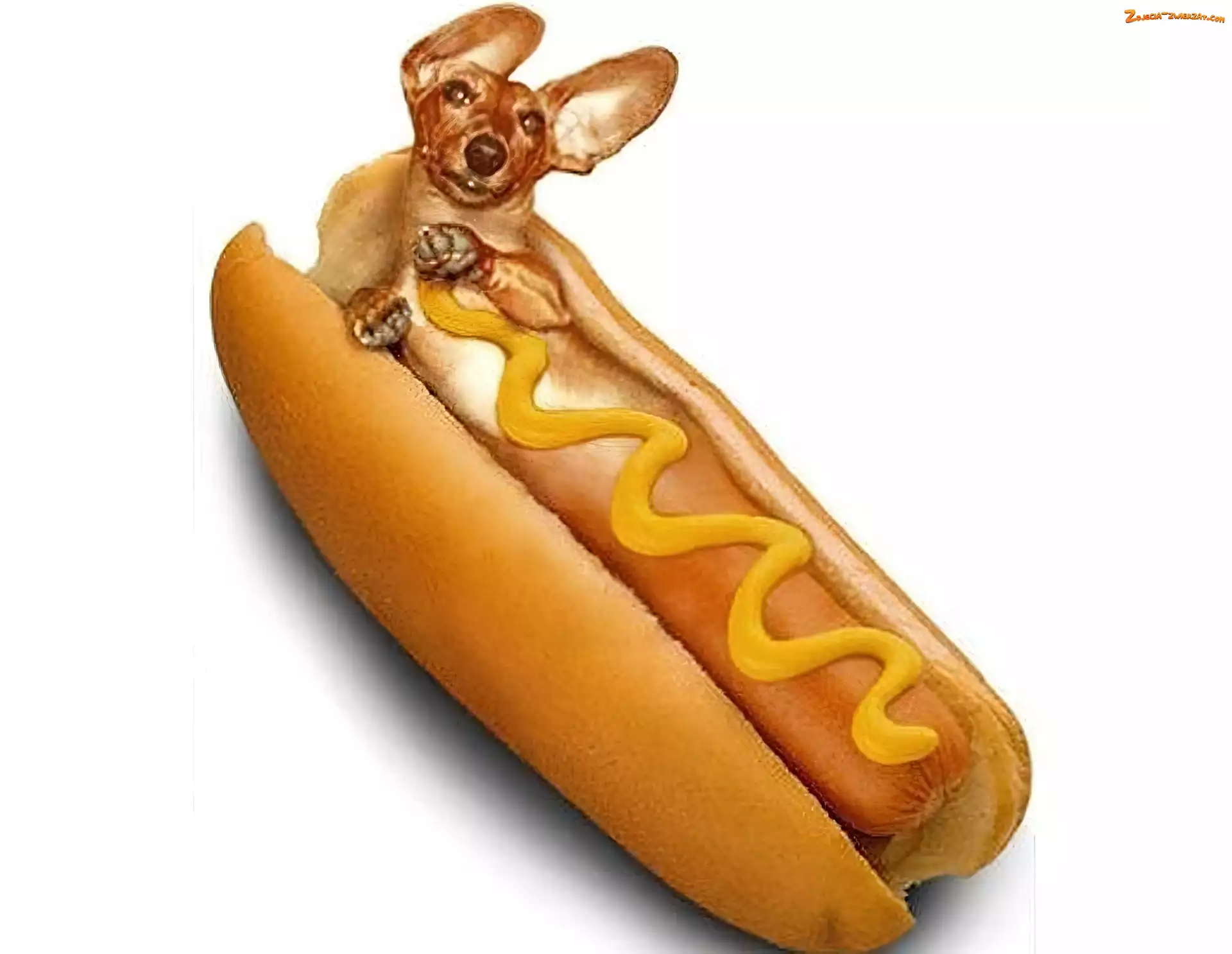 Dog, Dosłownie, Hot