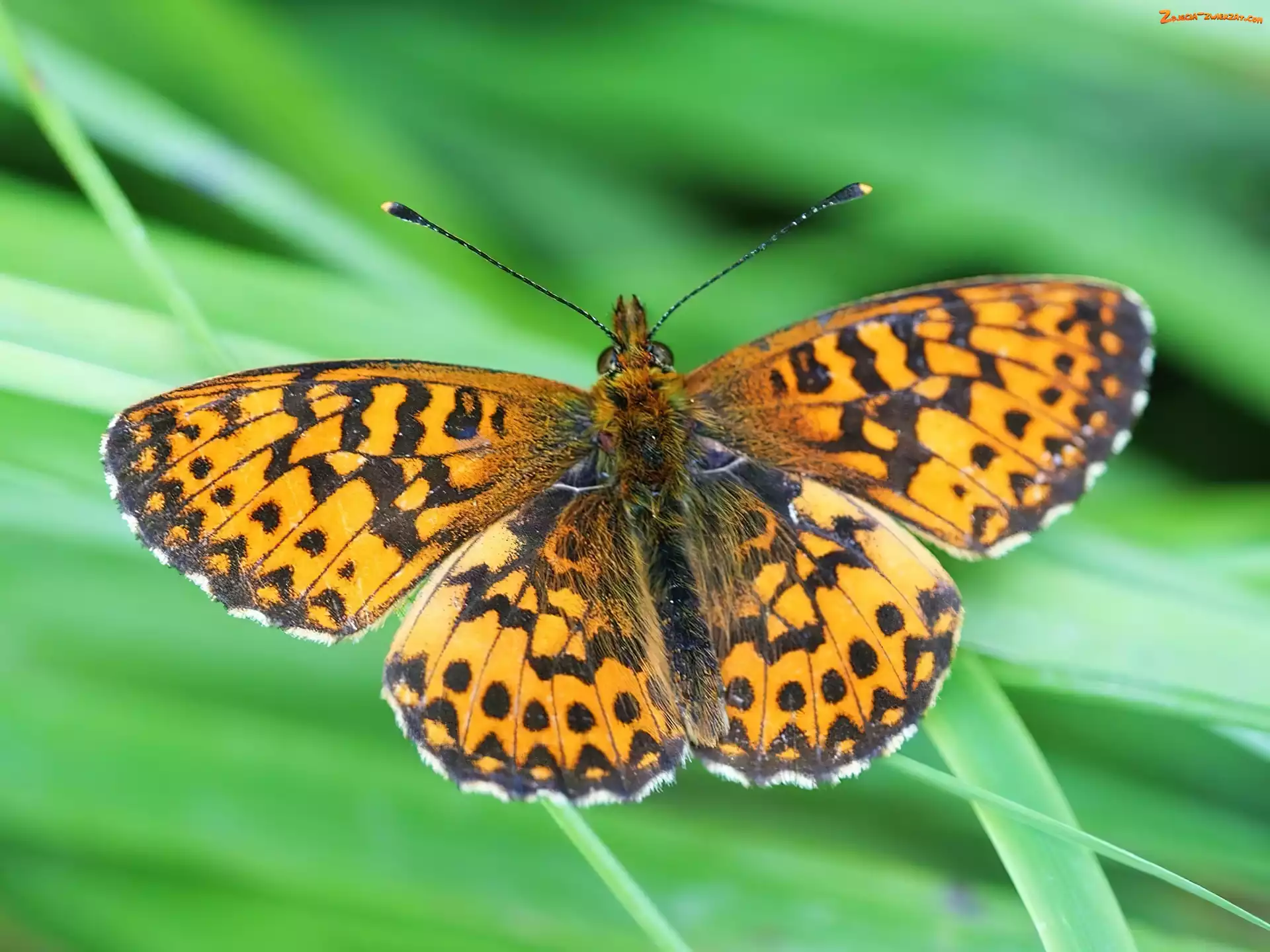 Dostojka Selene, Motyl