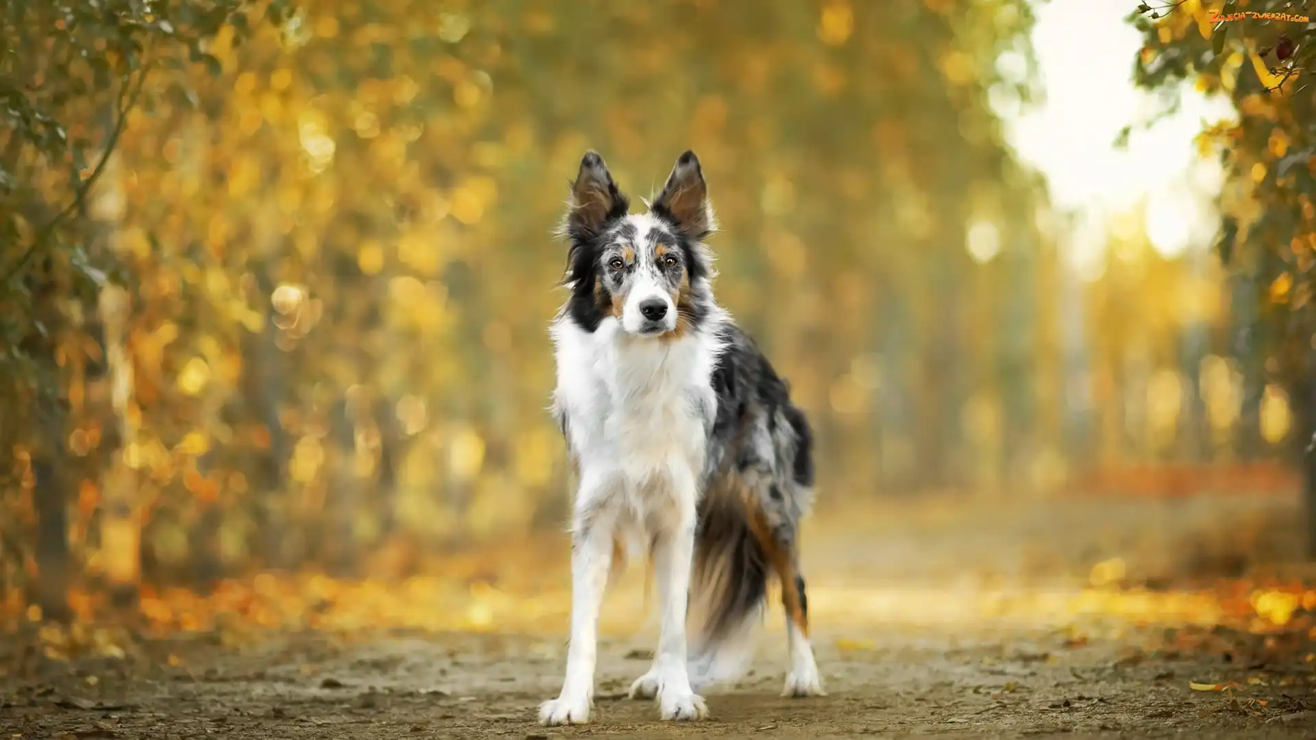 Droga, Pies, Border collie