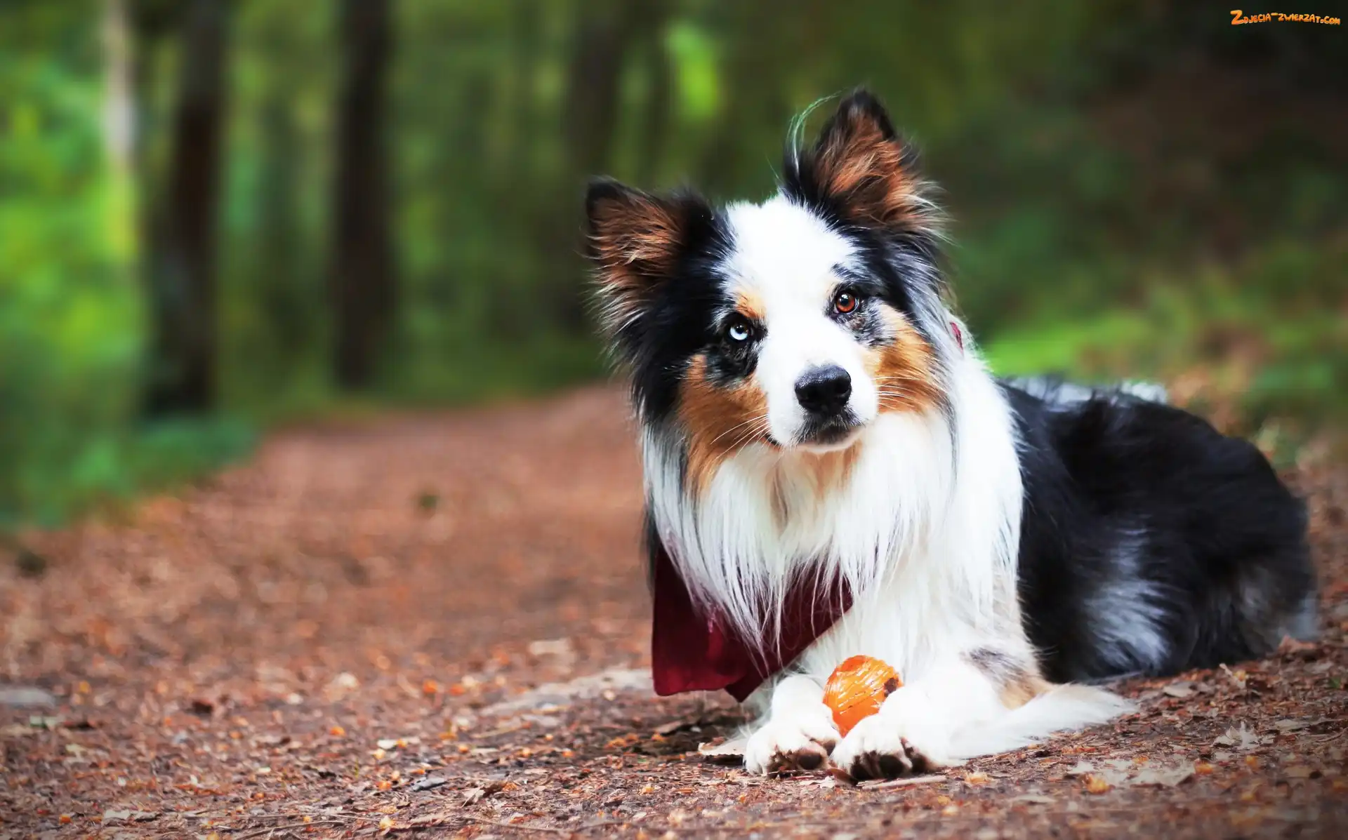 Droga, Border collie, Piłeczka
