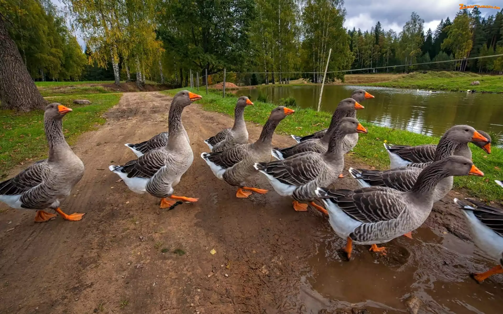 Droga, Las, Gęsi, Staw