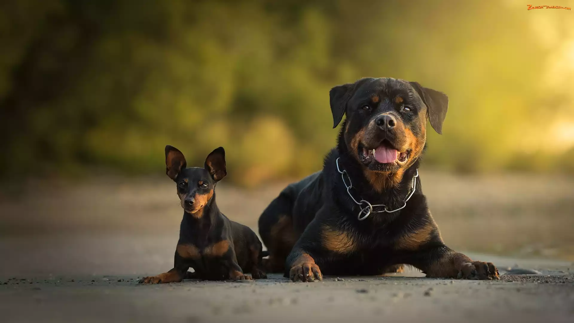 Droga, Rottweiler, Psy, Dwa, Pinczer miniaturowy