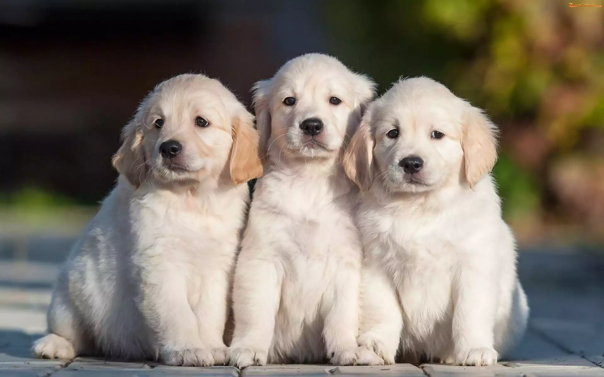 Droga, Retriever, Szczeniaczki, Trzy, Golden