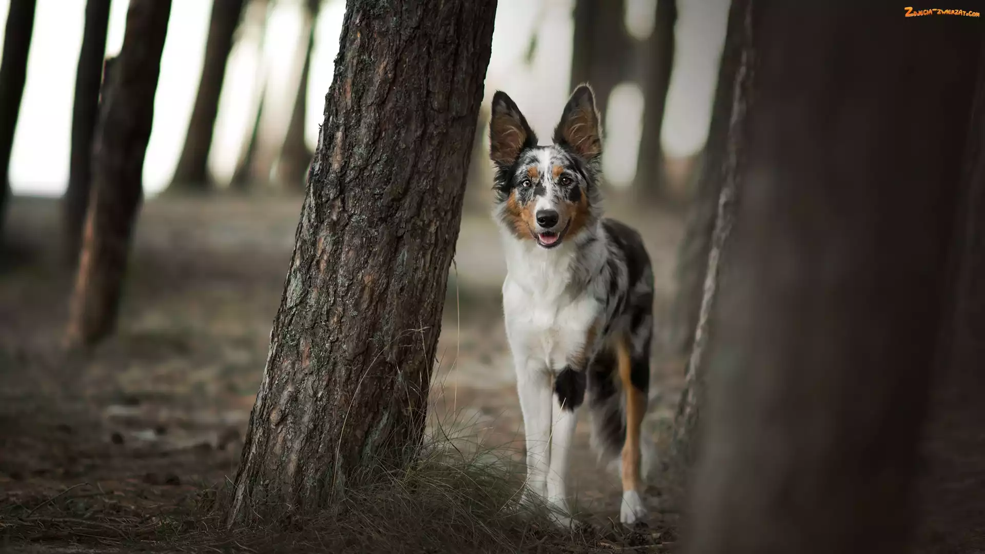 Drzewa, Pies, Border collie