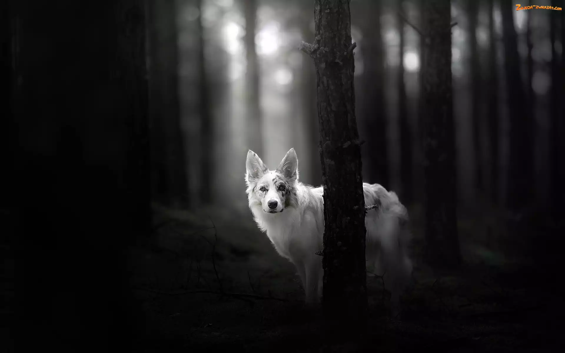 Drzewa, Czarno-Białe, Border collie, Las