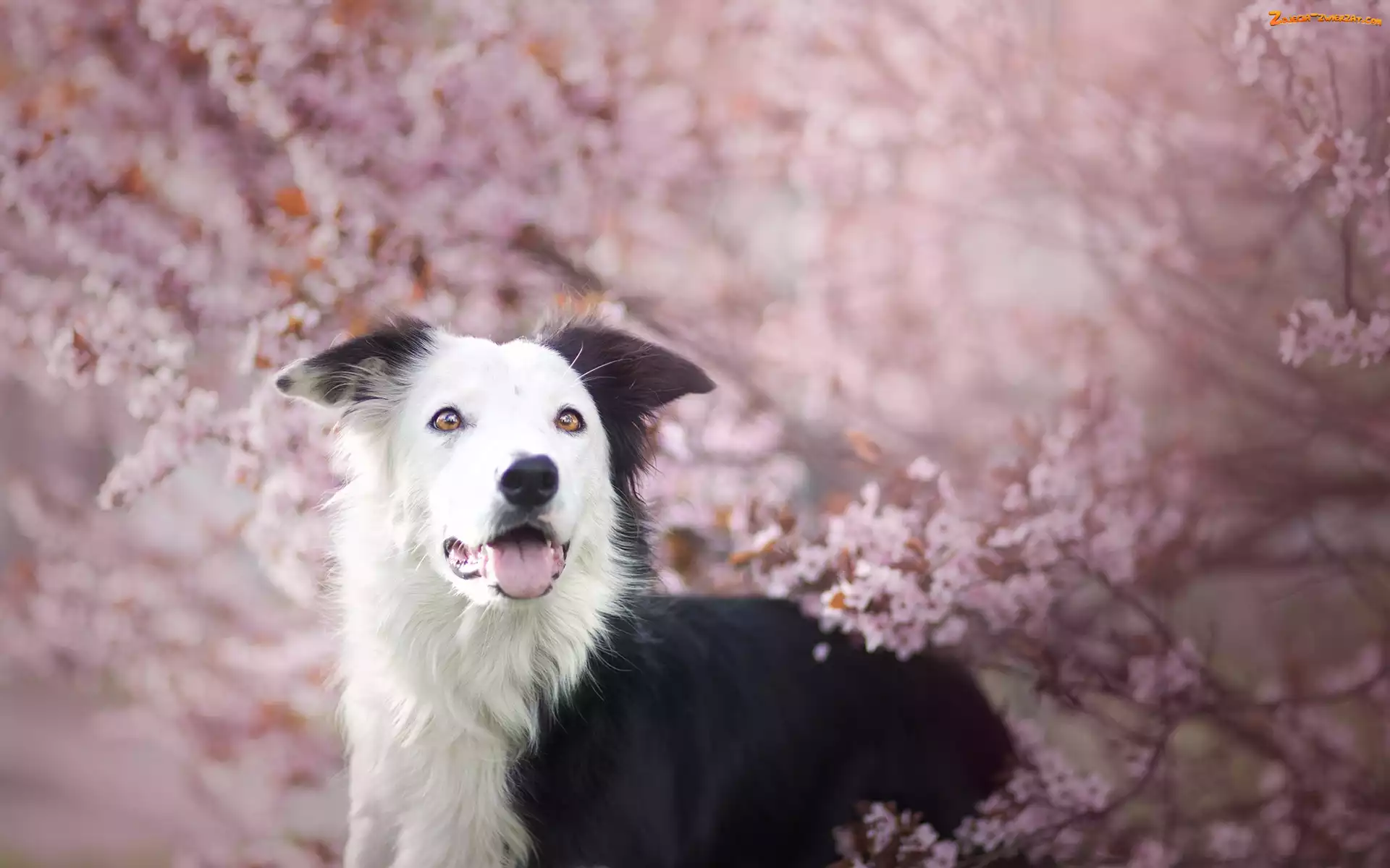 Drzewa, Kwiaty, Border collie, Gałązki