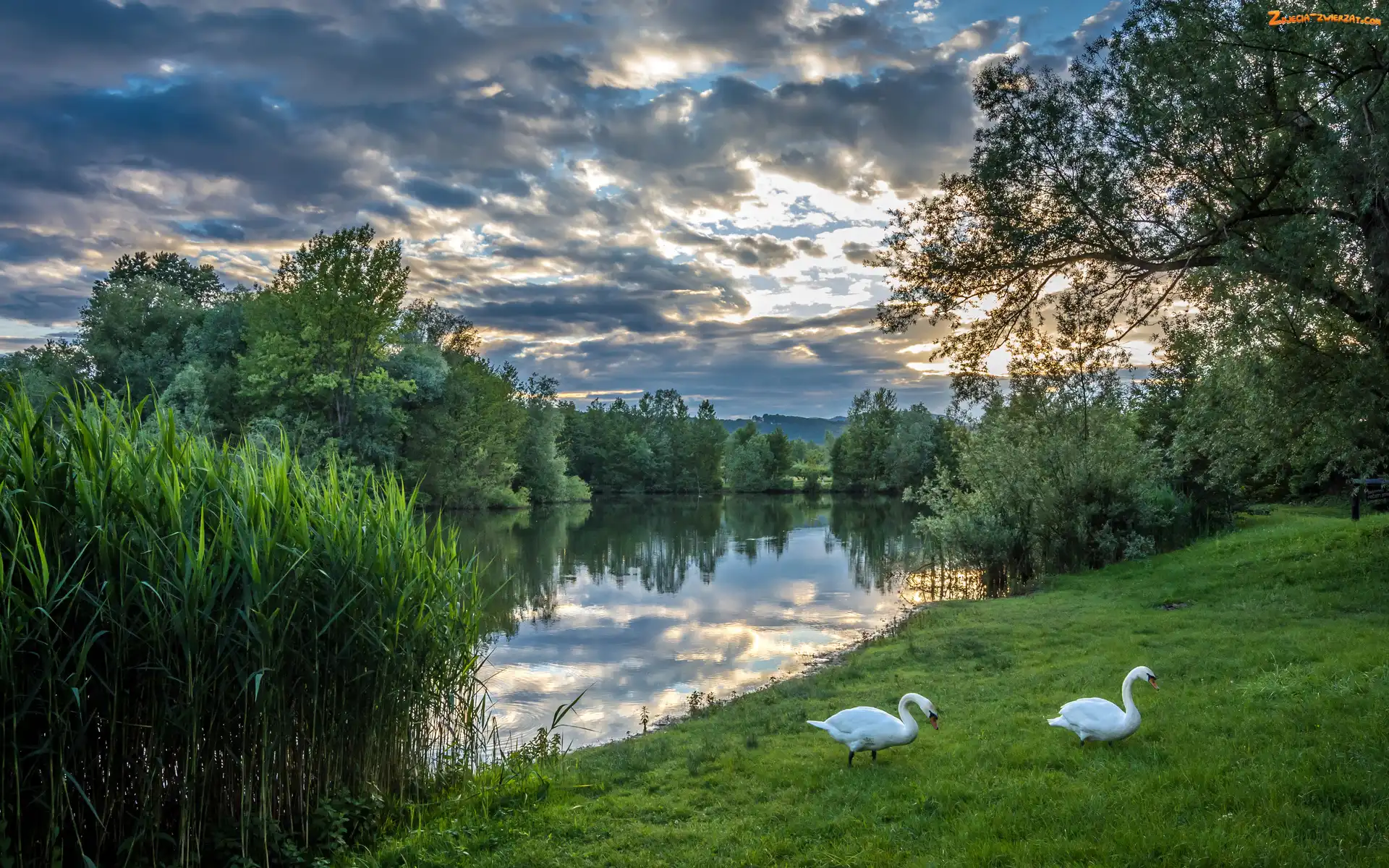 Drzewa, Łabędzie, Jezioro, Trawy