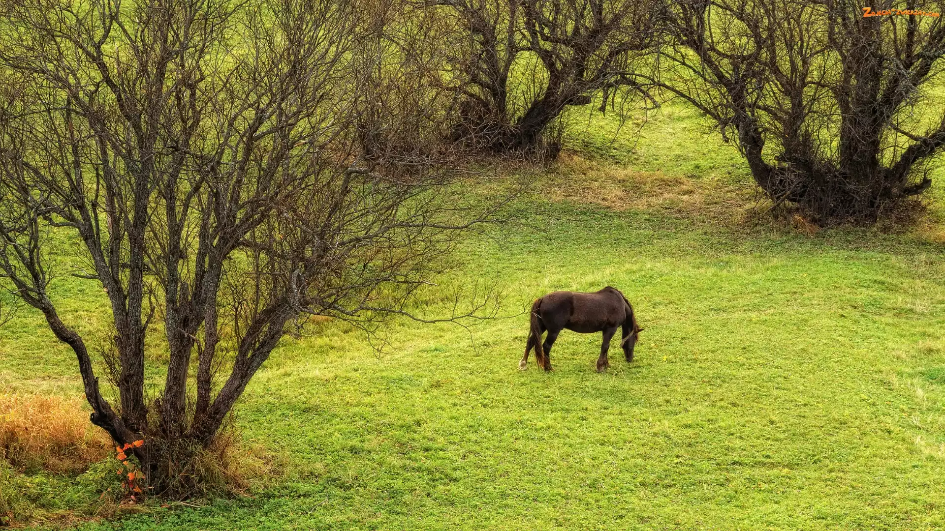 Koń, Drzewa, Łąka