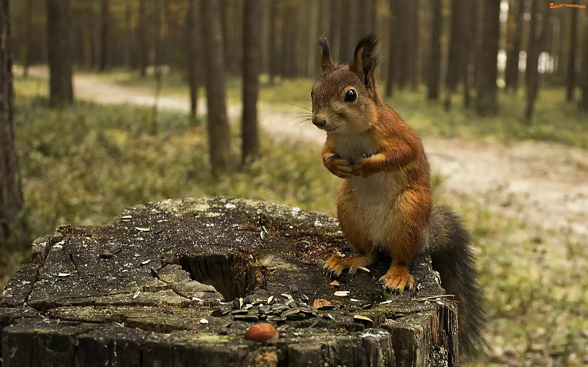 Drzewa, Wiewiórka, Las, Słonecznika, Pień, Pestki