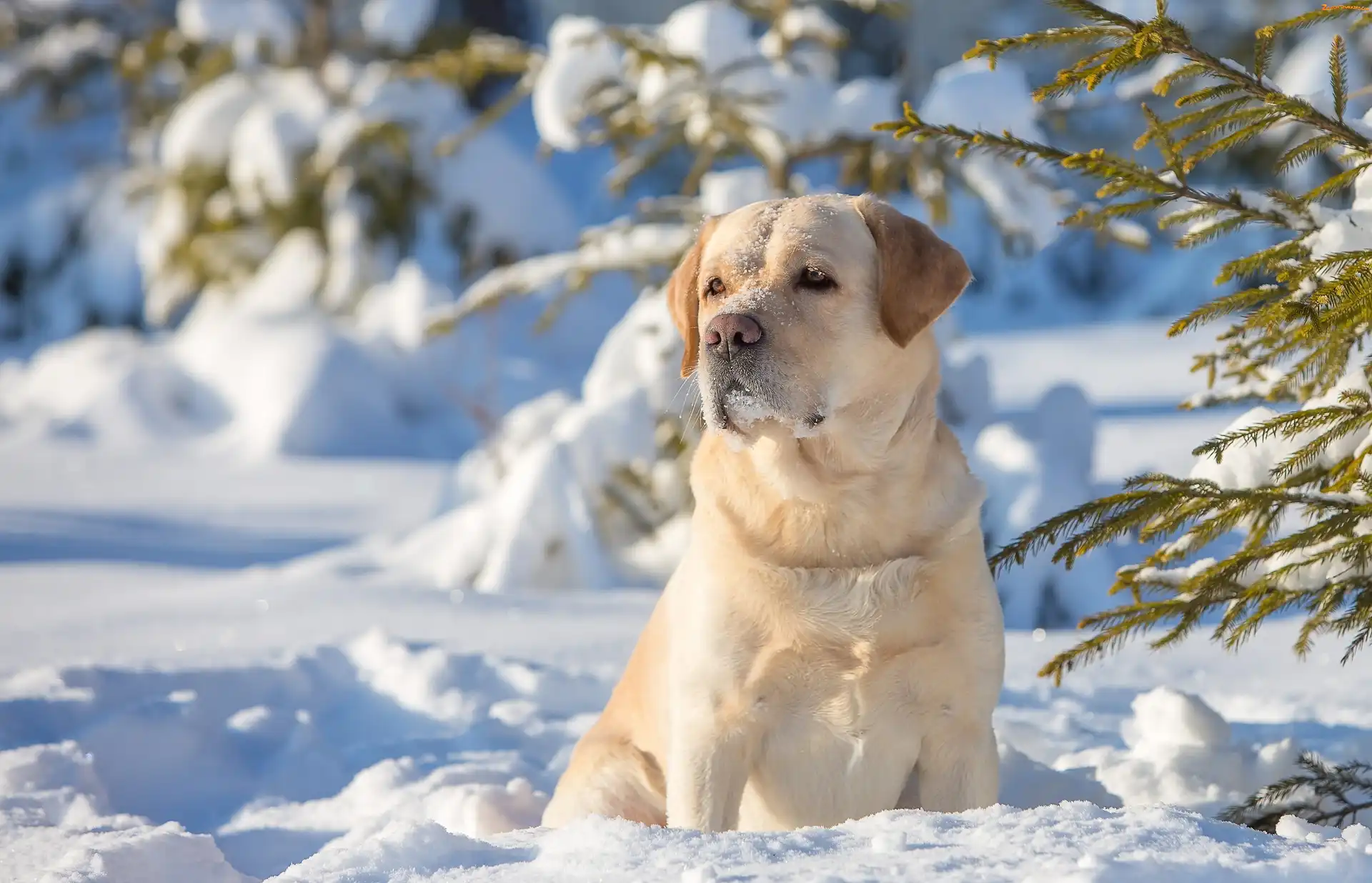 Drzewa, Zima, Golden Retriever, Las