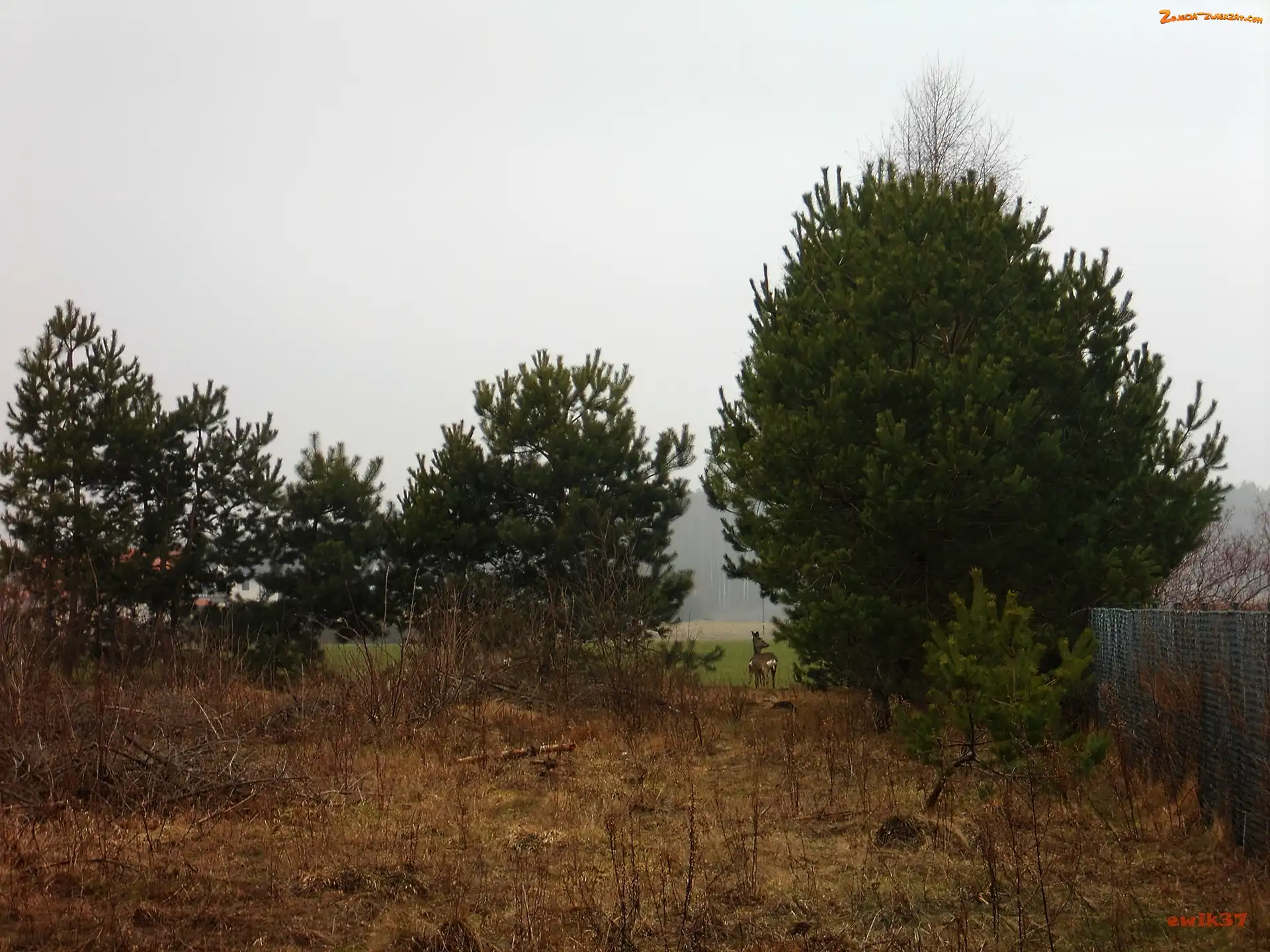 Sarna, Drzewa, Lasek