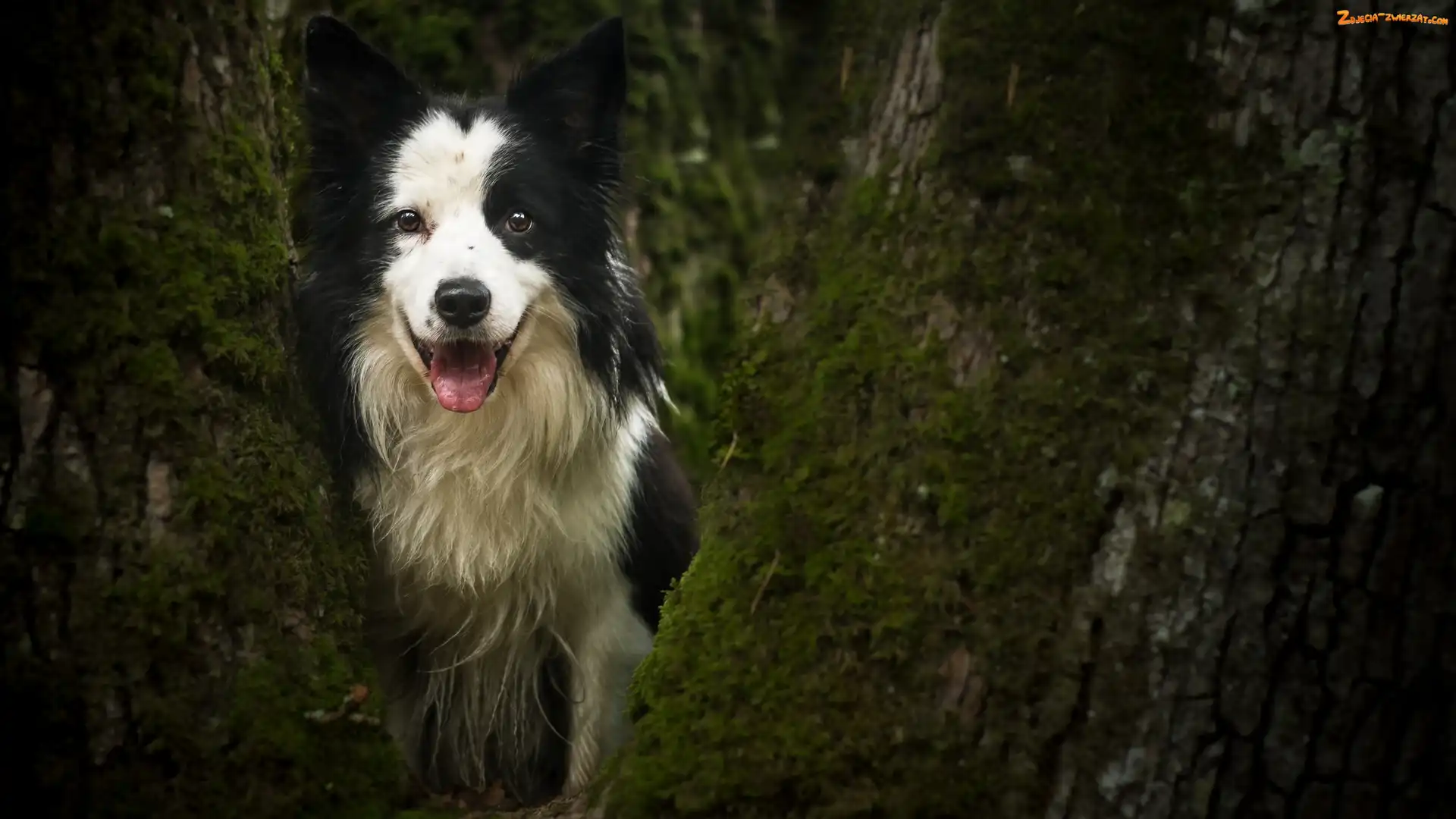 Drzewo, Pies, Border collie