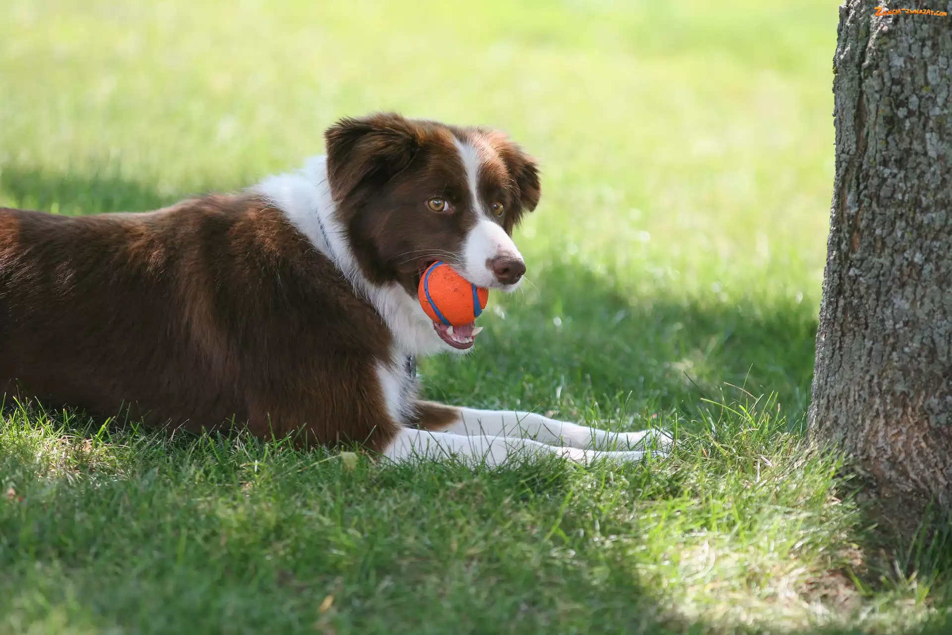 Drzewo, Trawa, Piłeczka, Border collie, Łąka