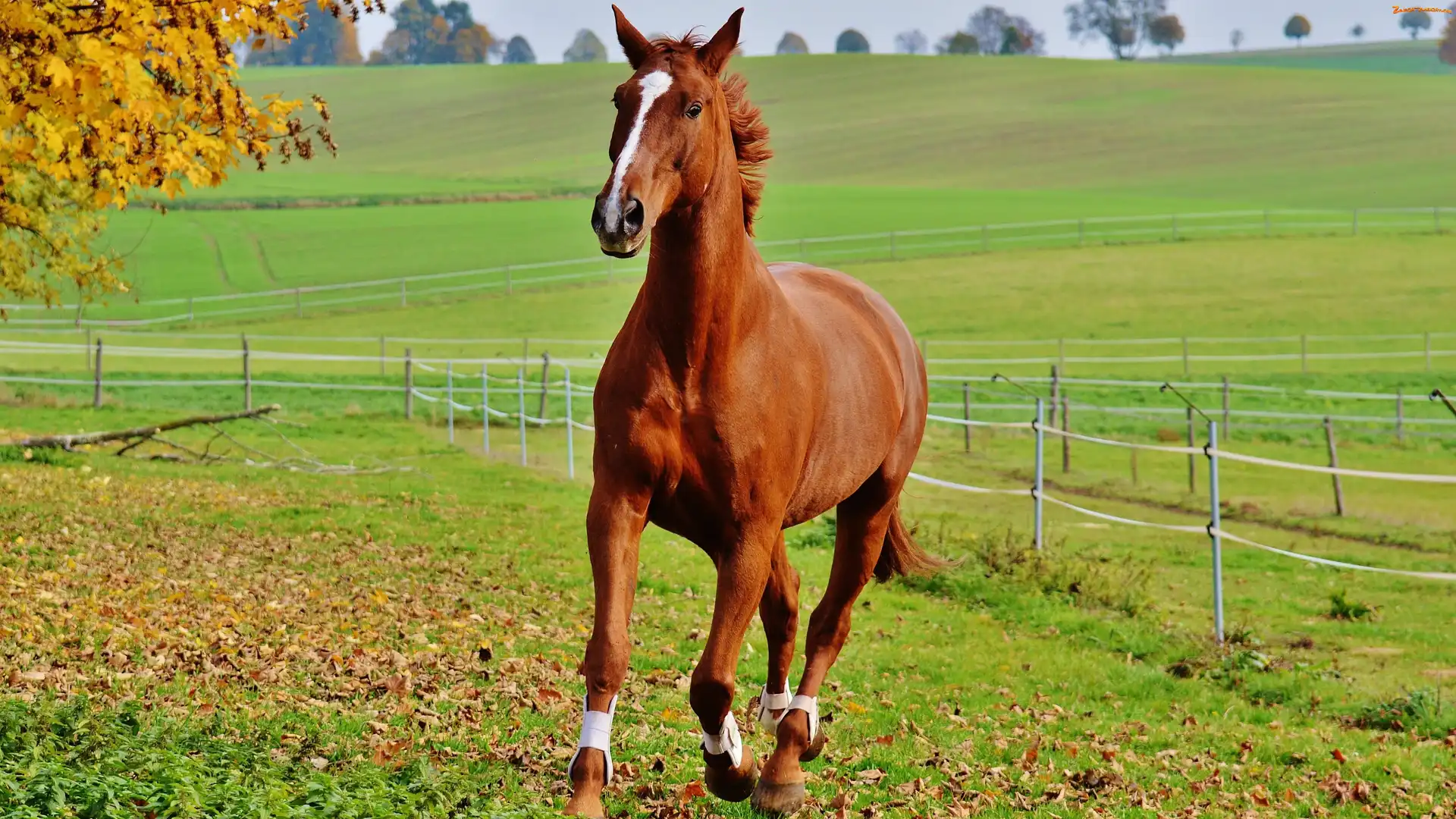 Drzewo, Ogrodzenie, Galop, Koń, Pastwisko