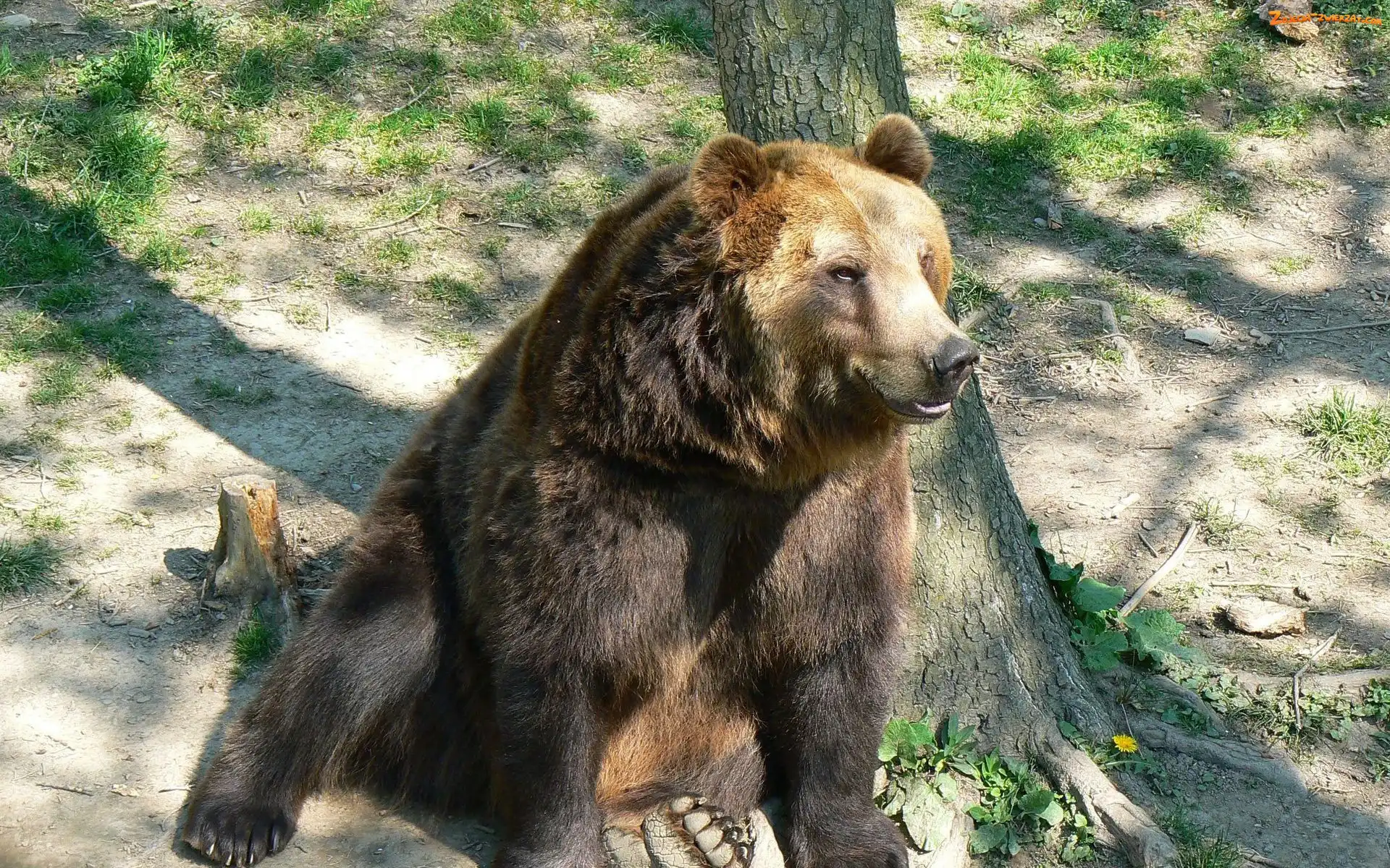 Niedźwiedź, Drzewo, Siedzący